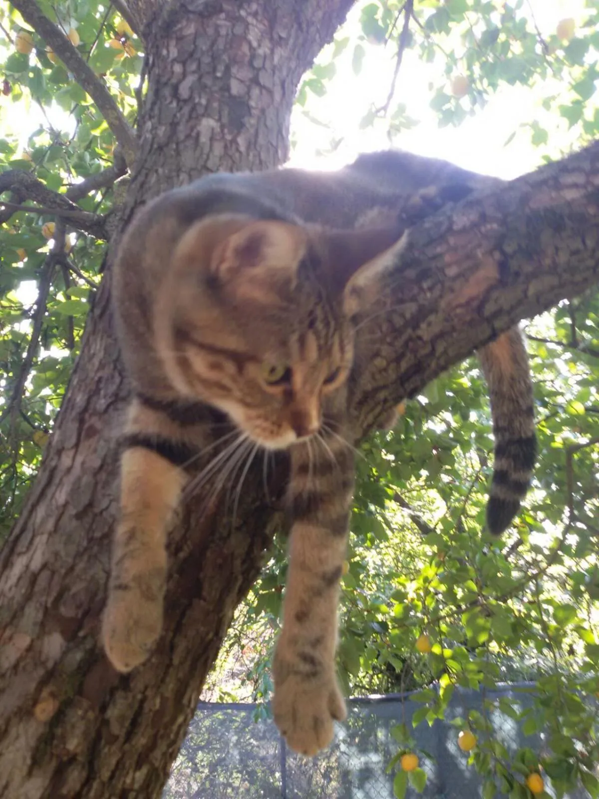 Pets in Zucchero sui Baffi- Food Lovers B&B