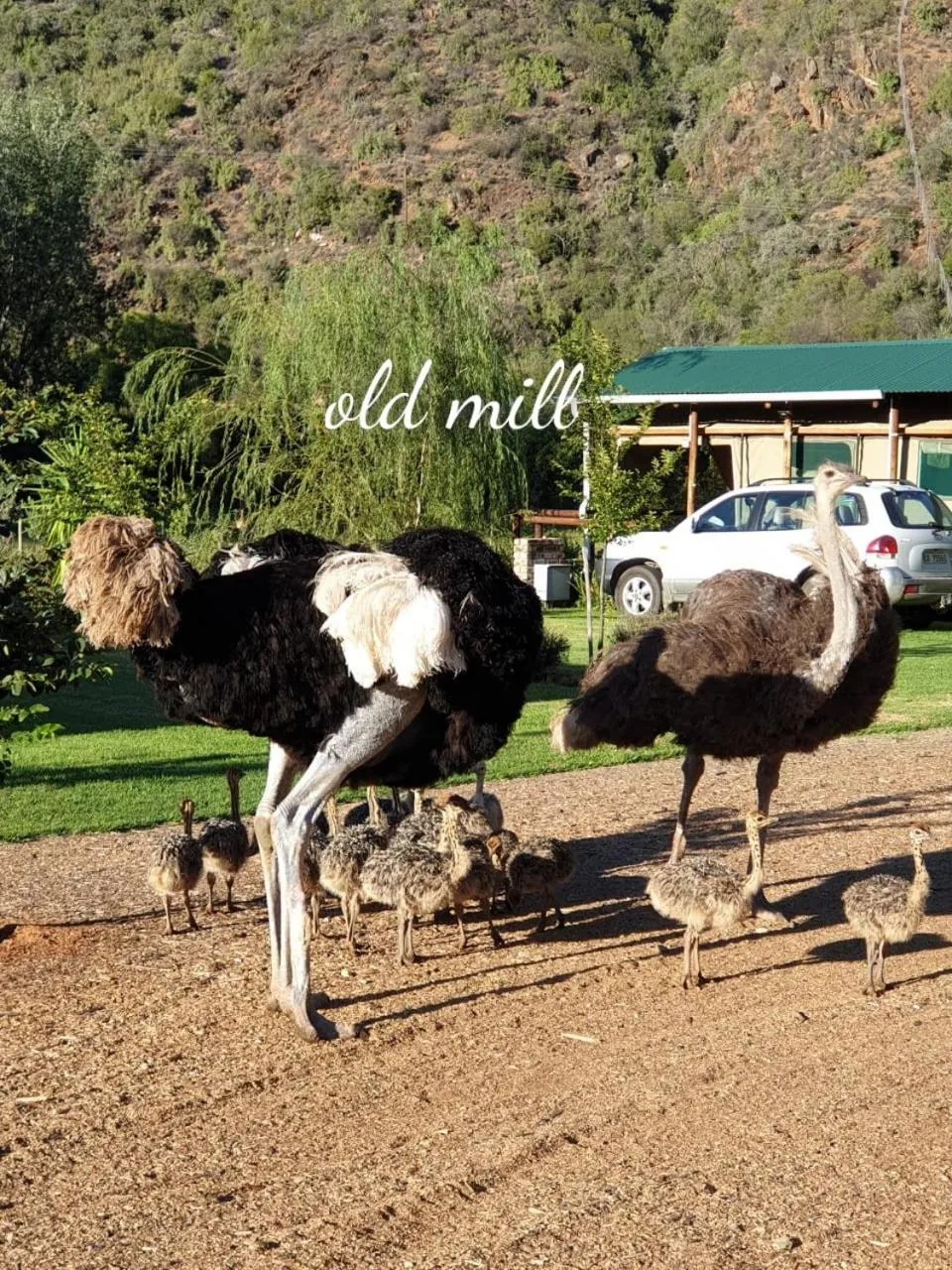 Property building in Old Mill Lodge, Seasonal Working Ostrich Farm & Restaurant, Oudtshoorn