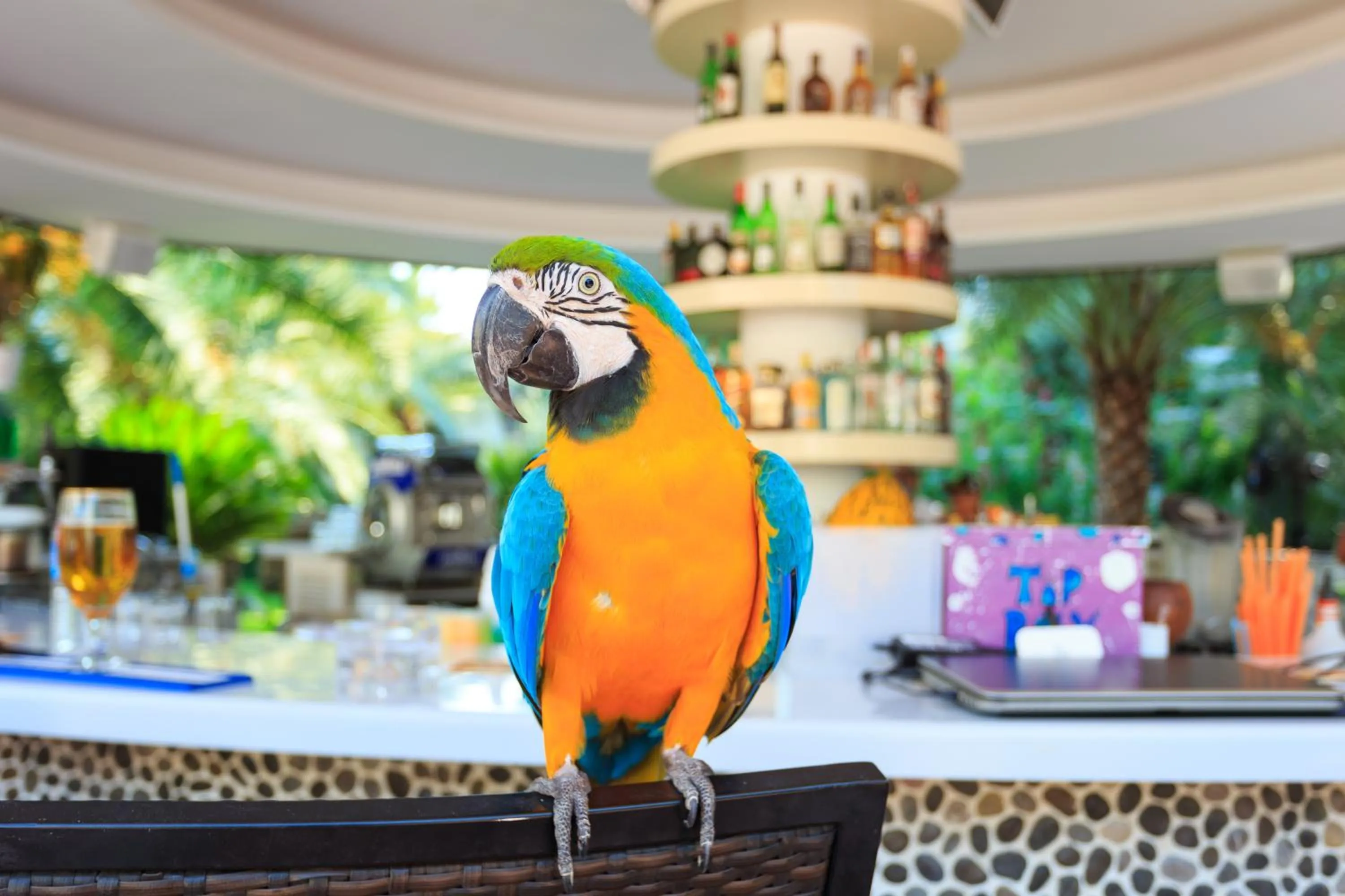 Pets in Flamingo Hotel & Spa - Pet Friendly