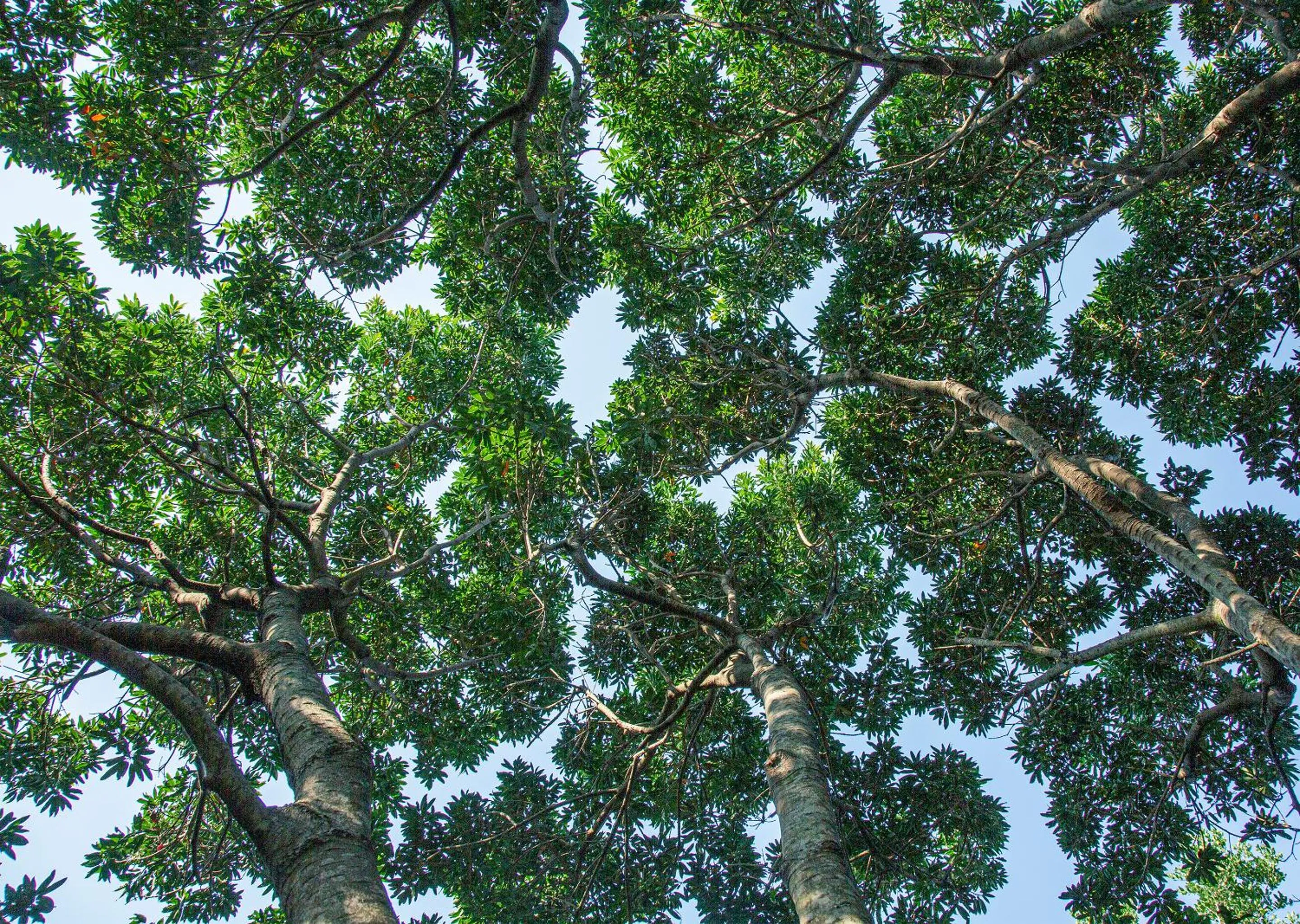 Spring in Zimbali Lodge by Dream Resorts