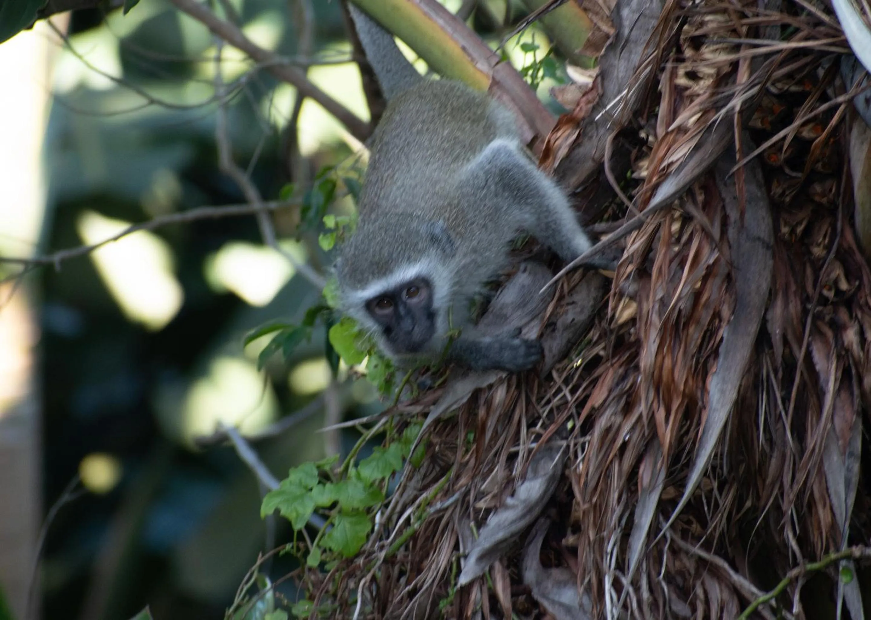 Day in Zimbali Lodge by Dream Resorts