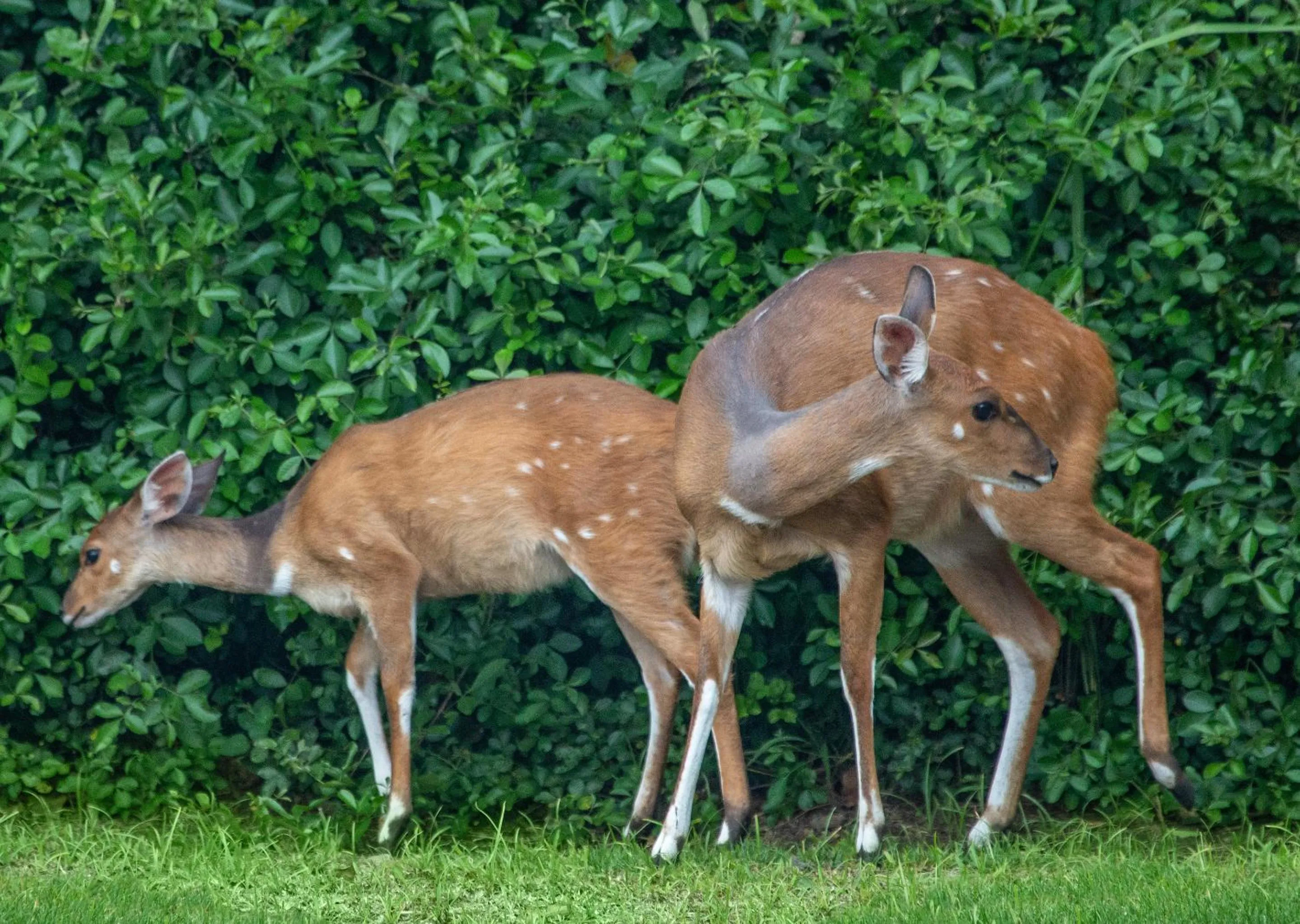 Animals in Zimbali Lodge by Dream Resorts