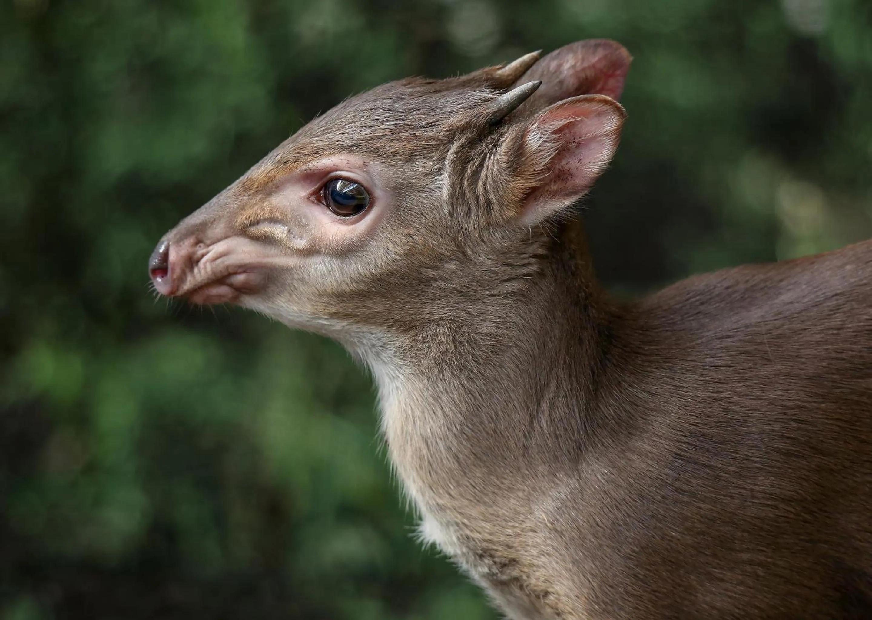 Animals in Zimbali Lodge by Dream Resorts