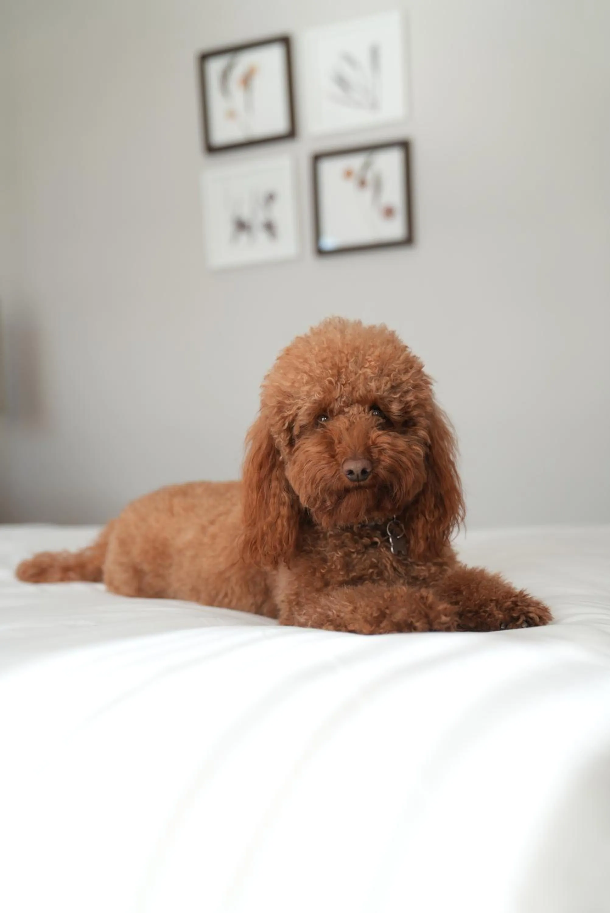 Pets in Hyatt Regency Pravets Resort