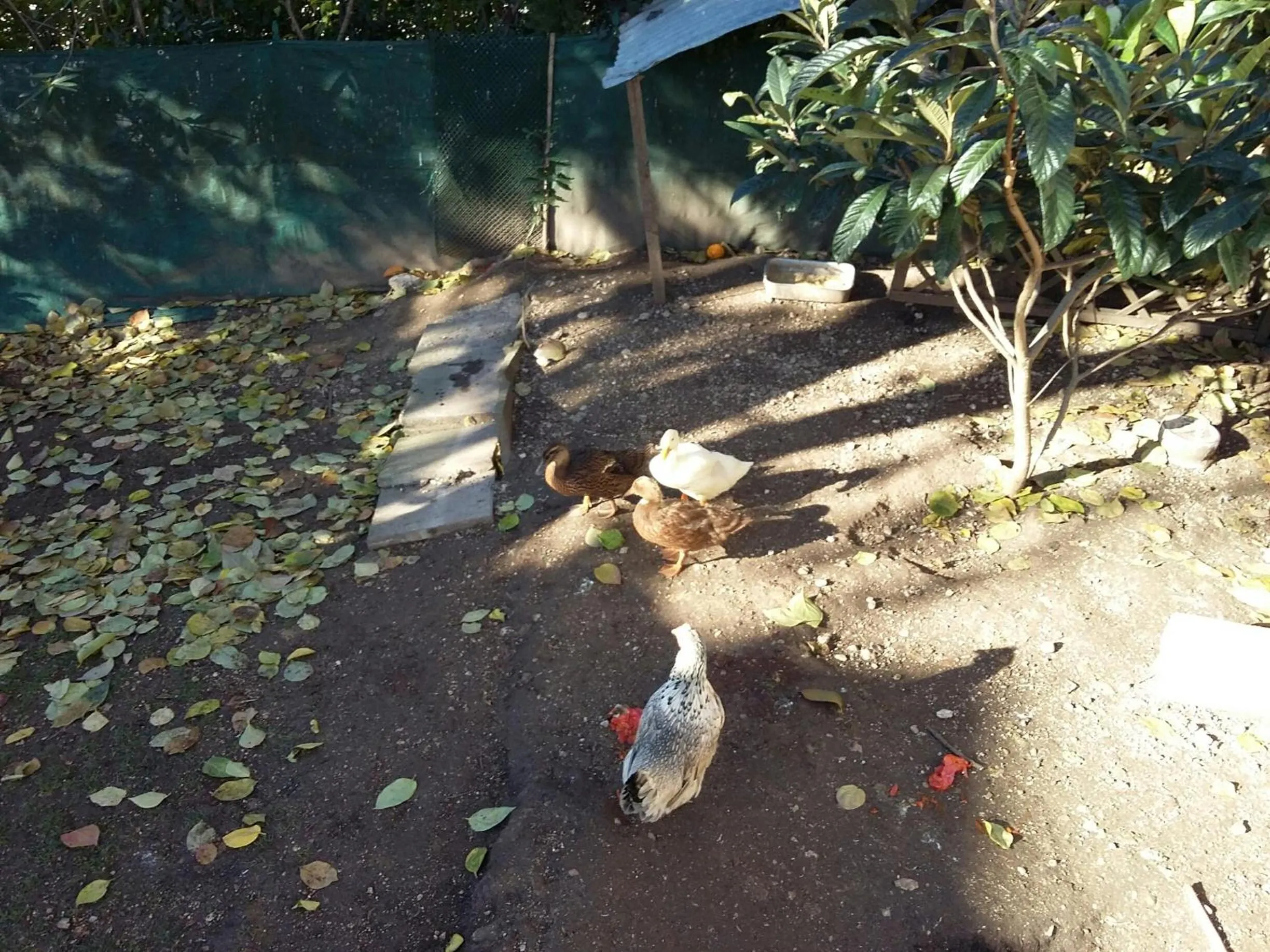 Animals in Residence Concaverde