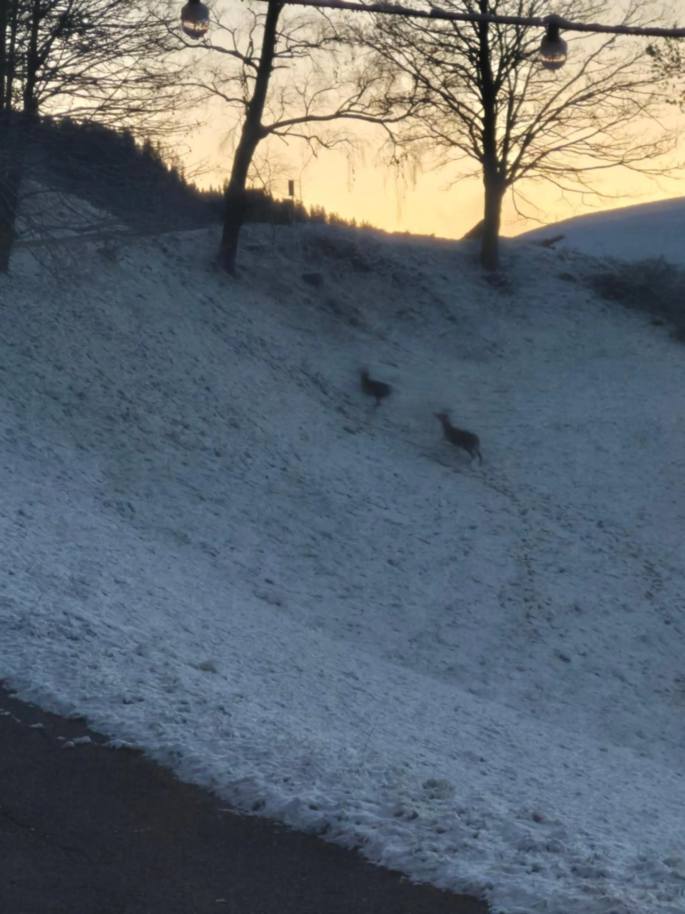 Natural landscape in Hotel Restaurant Raunig