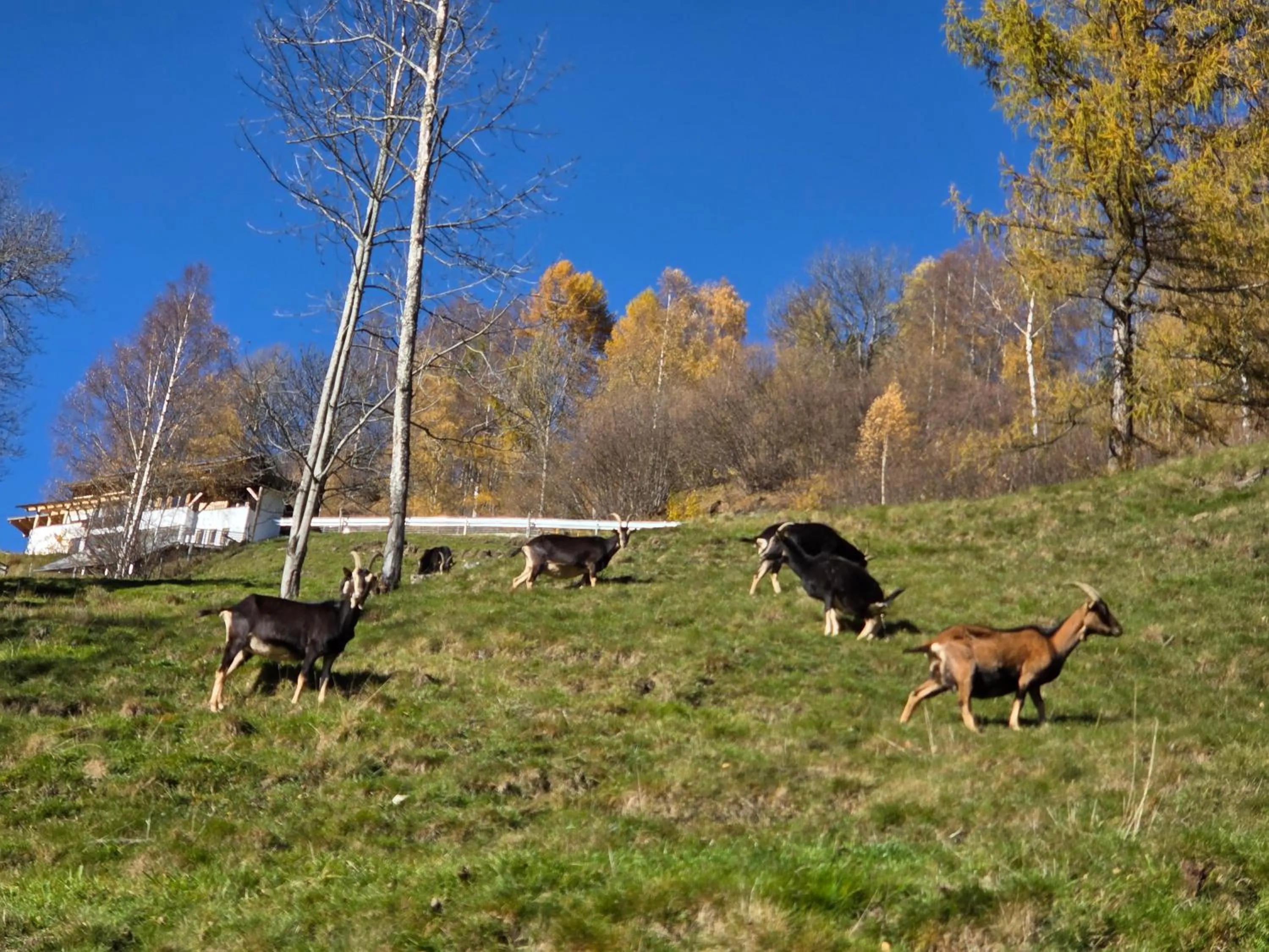 Day in Hotel Restaurant Raunig