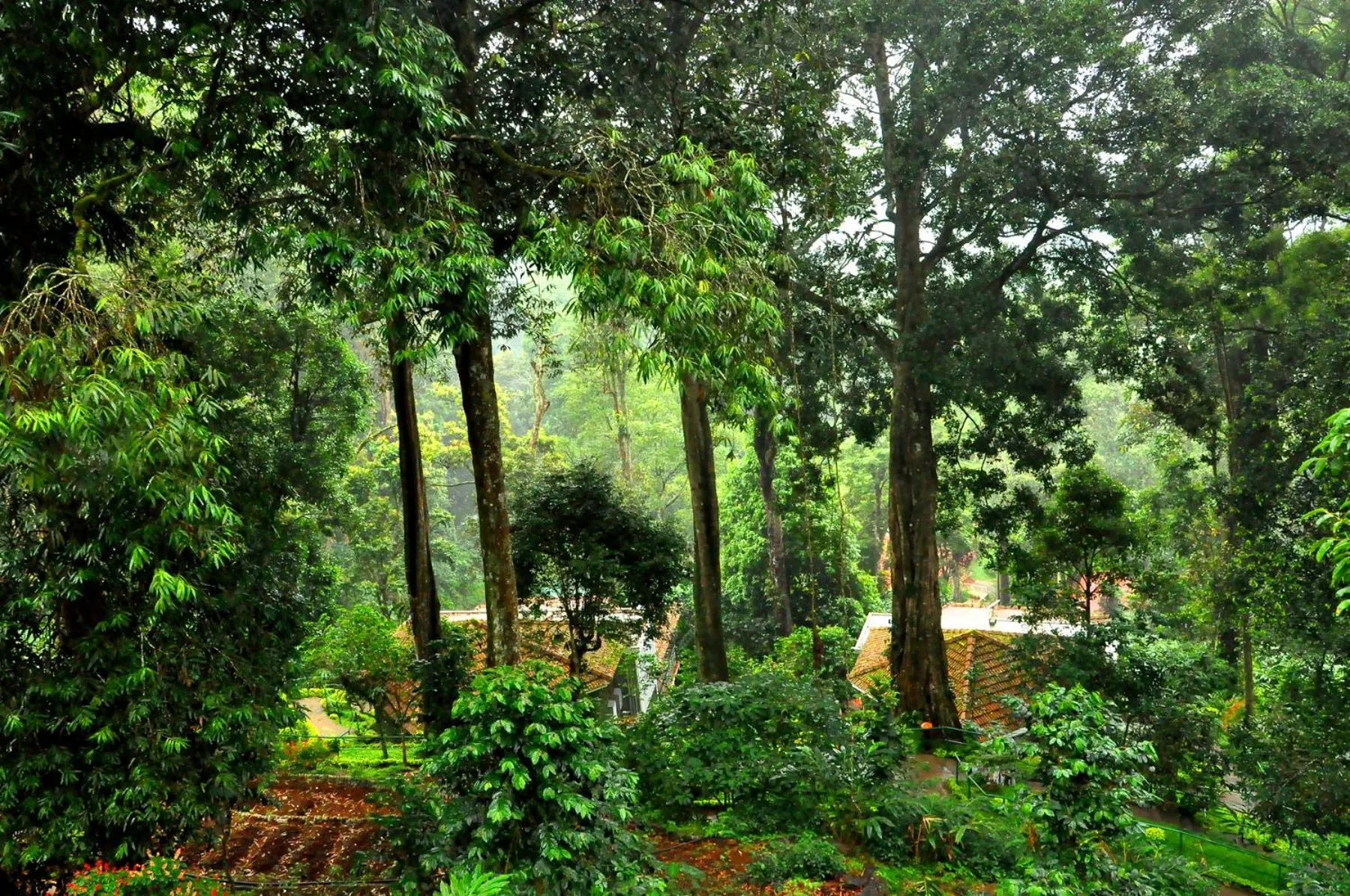 Garden in The Tall Trees