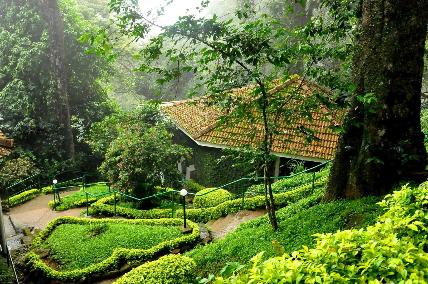 Garden in The Tall Trees