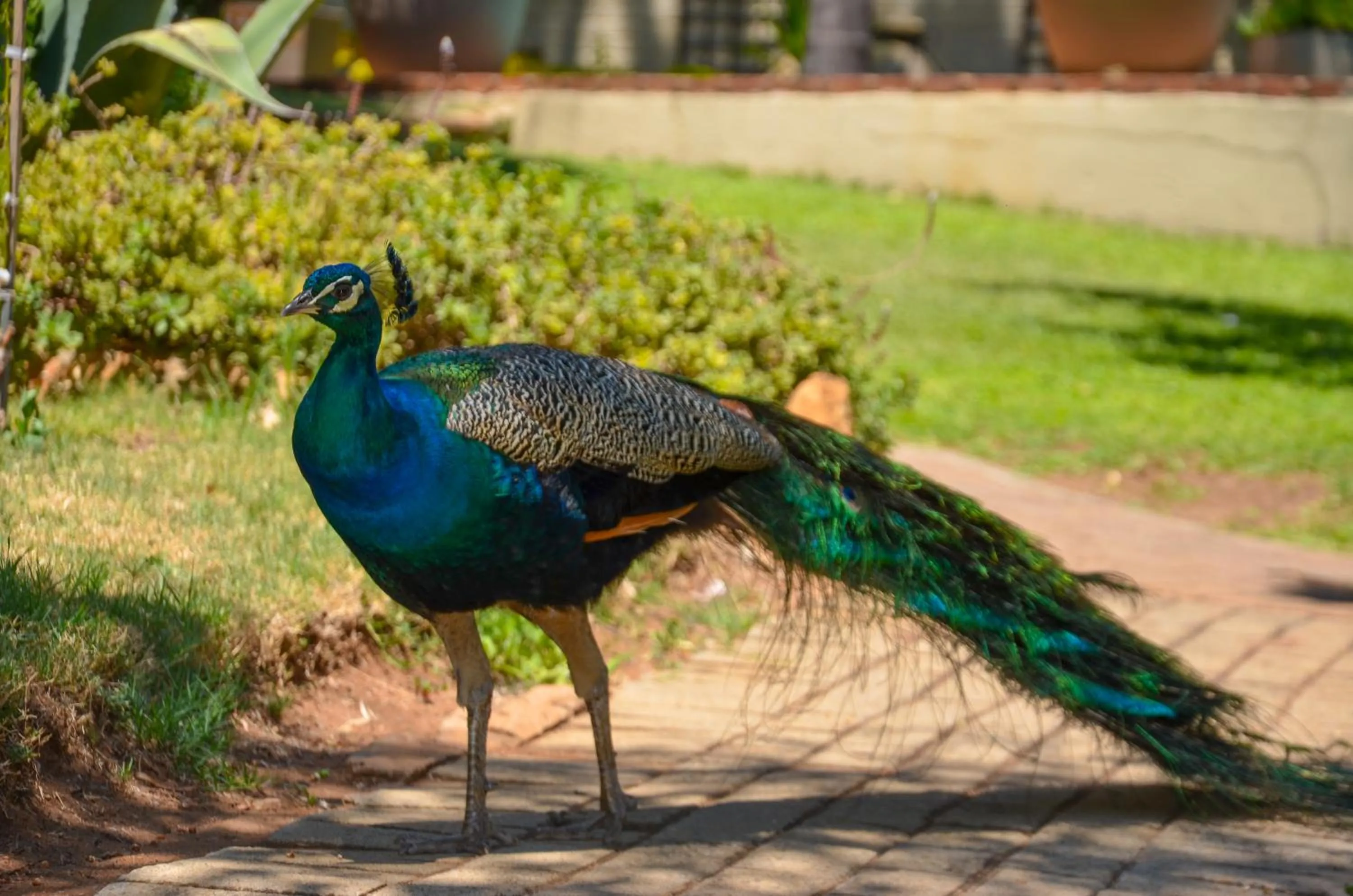 Safari Hotel & Convention Centre