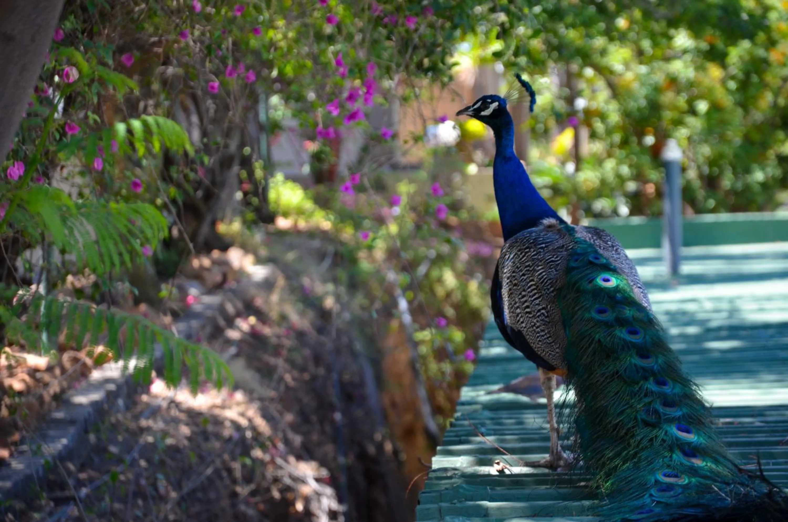 Safari Hotel & Convention Centre