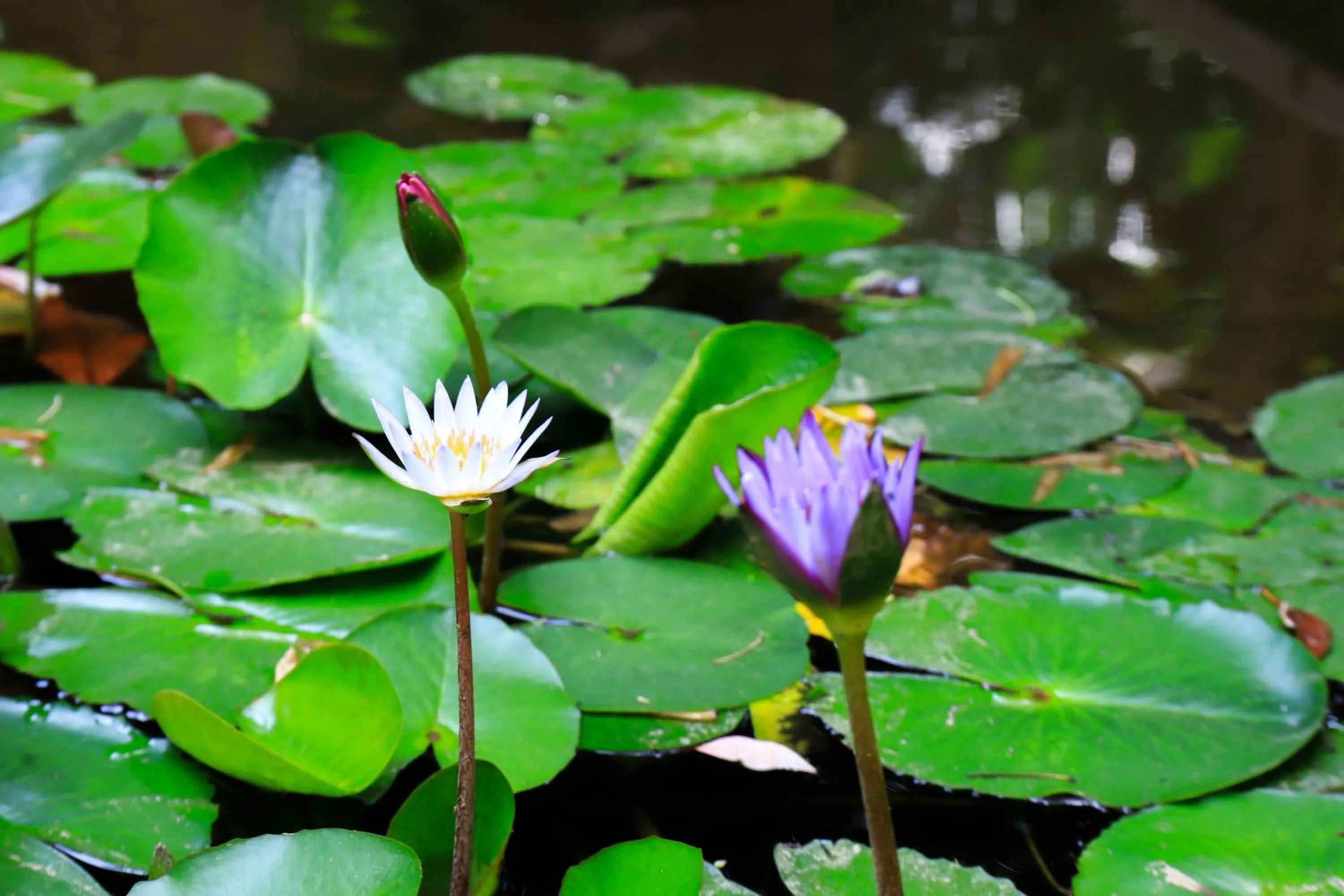 Garden in Crowne Plaza Zhengzhou by IHG