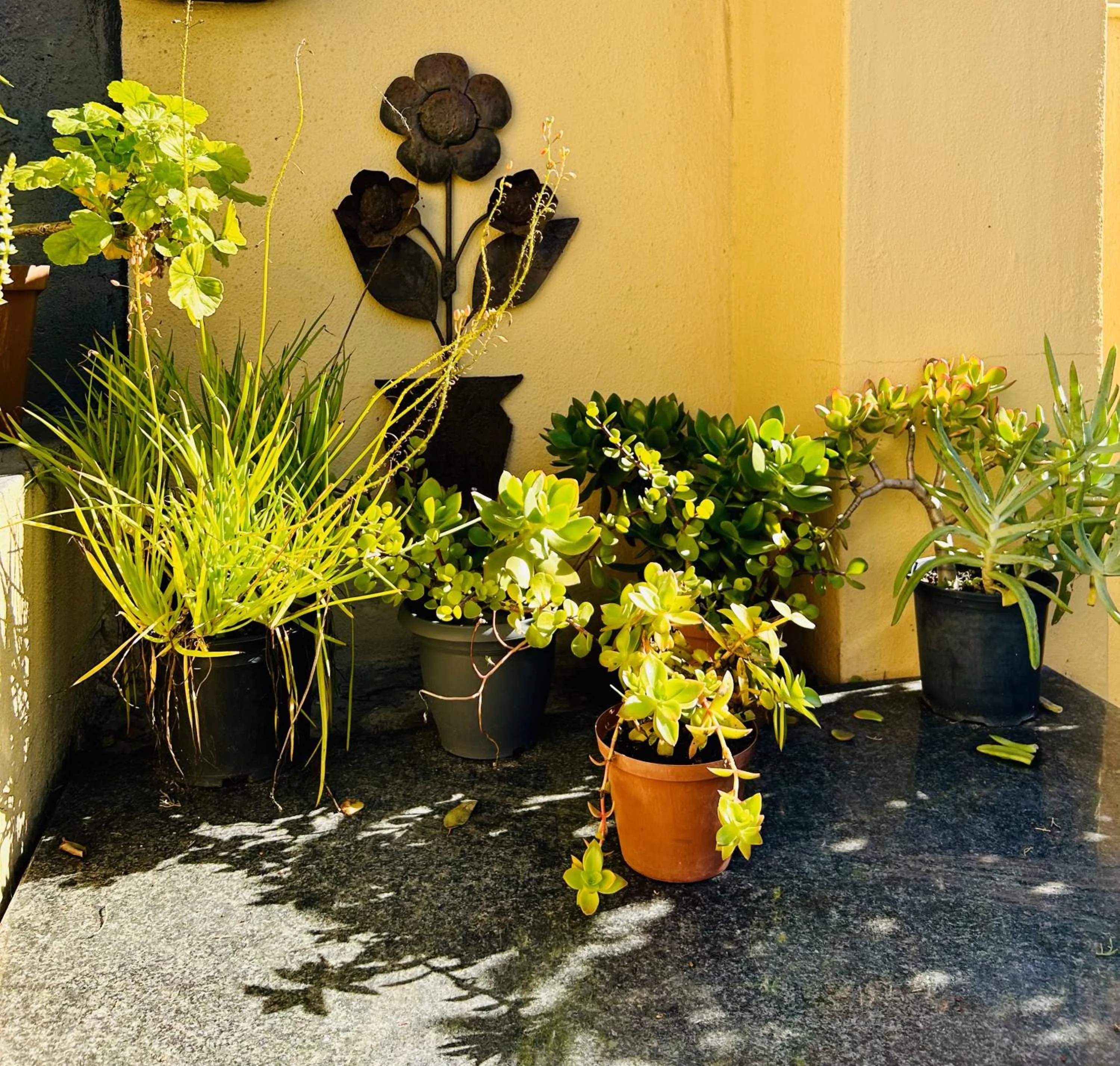 Garden in A Sunflower Stop Backpackers