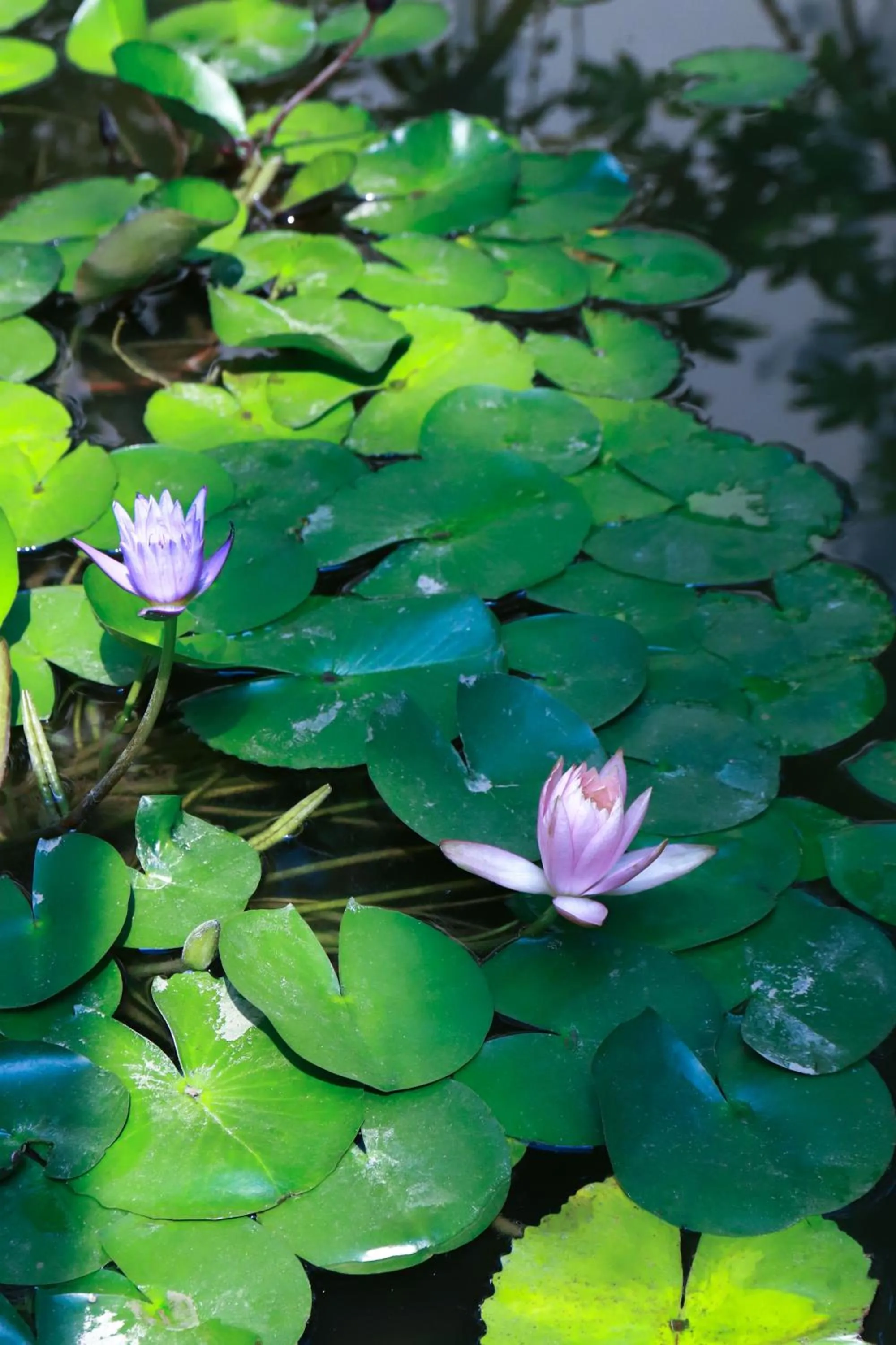 Garden in Holiday Inn Zhengzhou Zhongzhou by IHG