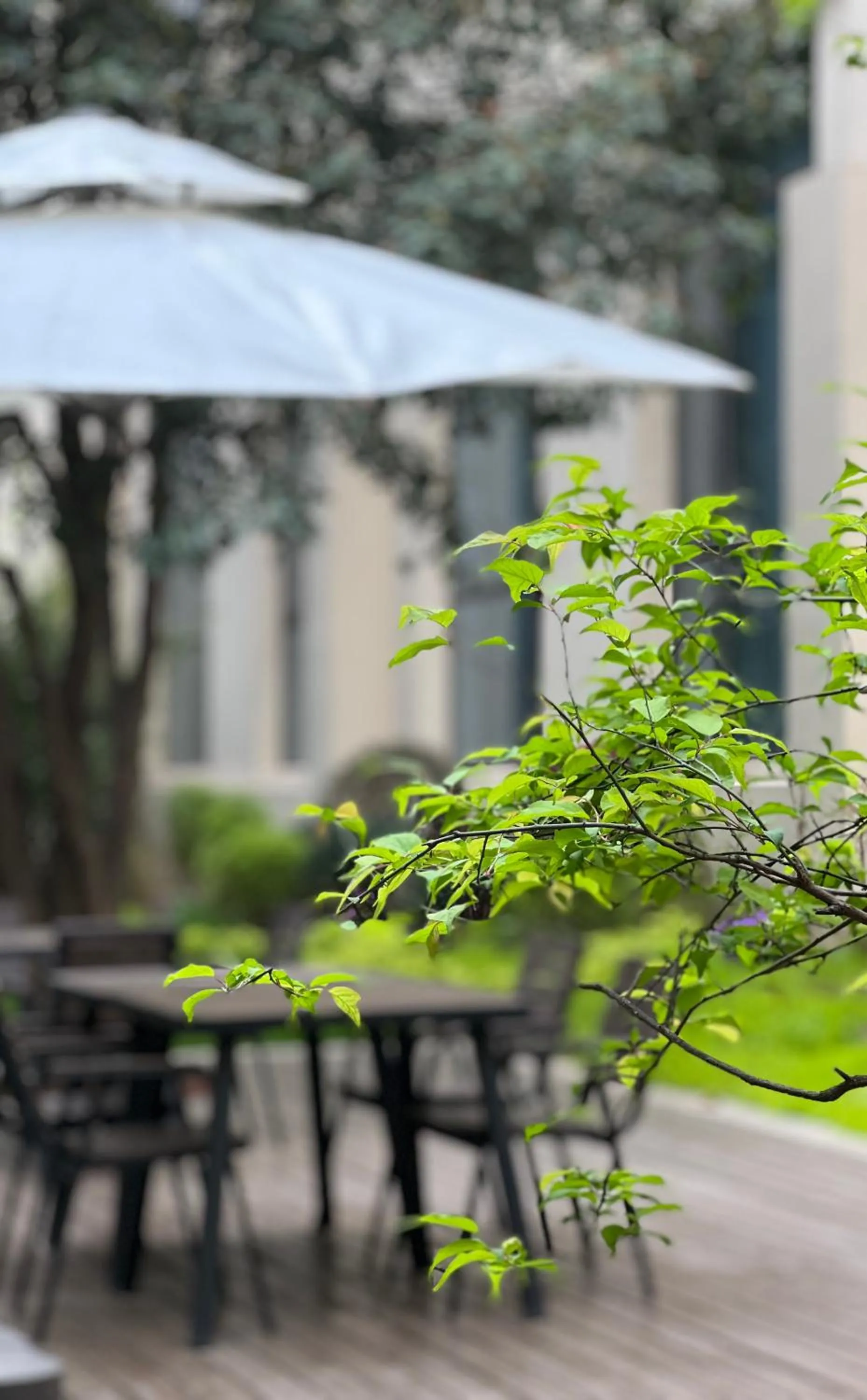 Garden in Holiday Inn Zhengzhou Zhongzhou by IHG