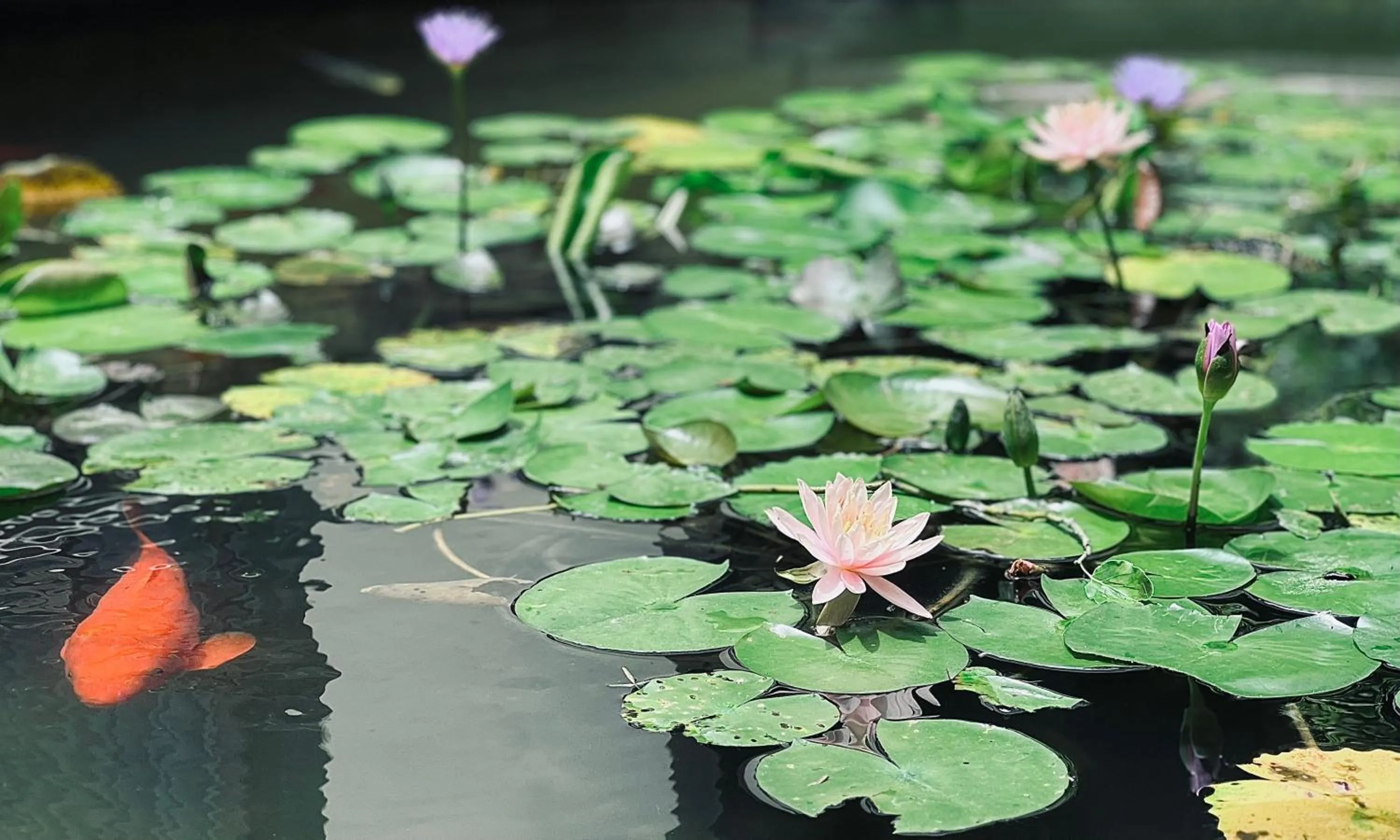 Garden view in Holiday Inn Zhengzhou Zhongzhou by IHG