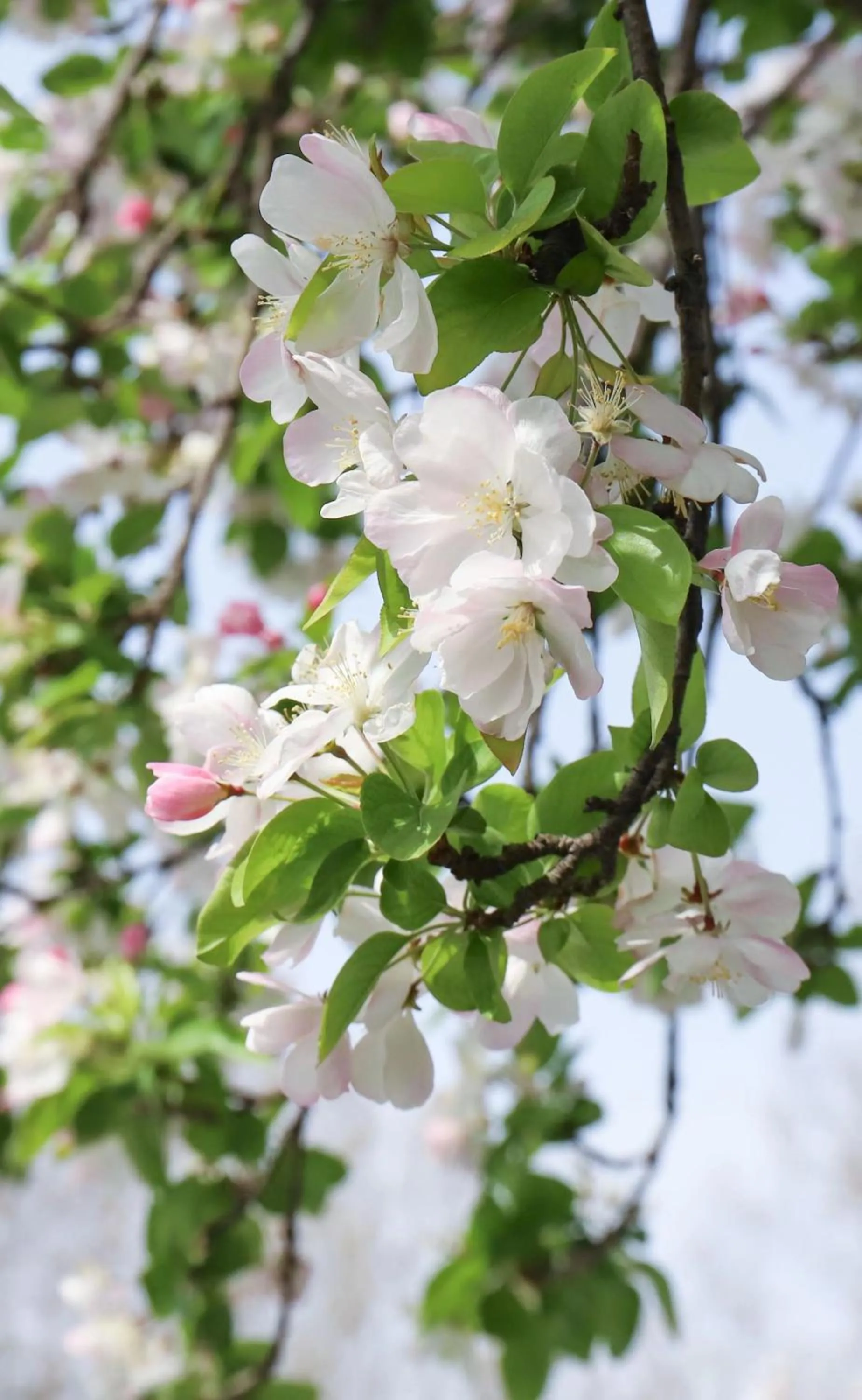 Garden view in Holiday Inn Zhengzhou Zhongzhou by IHG
