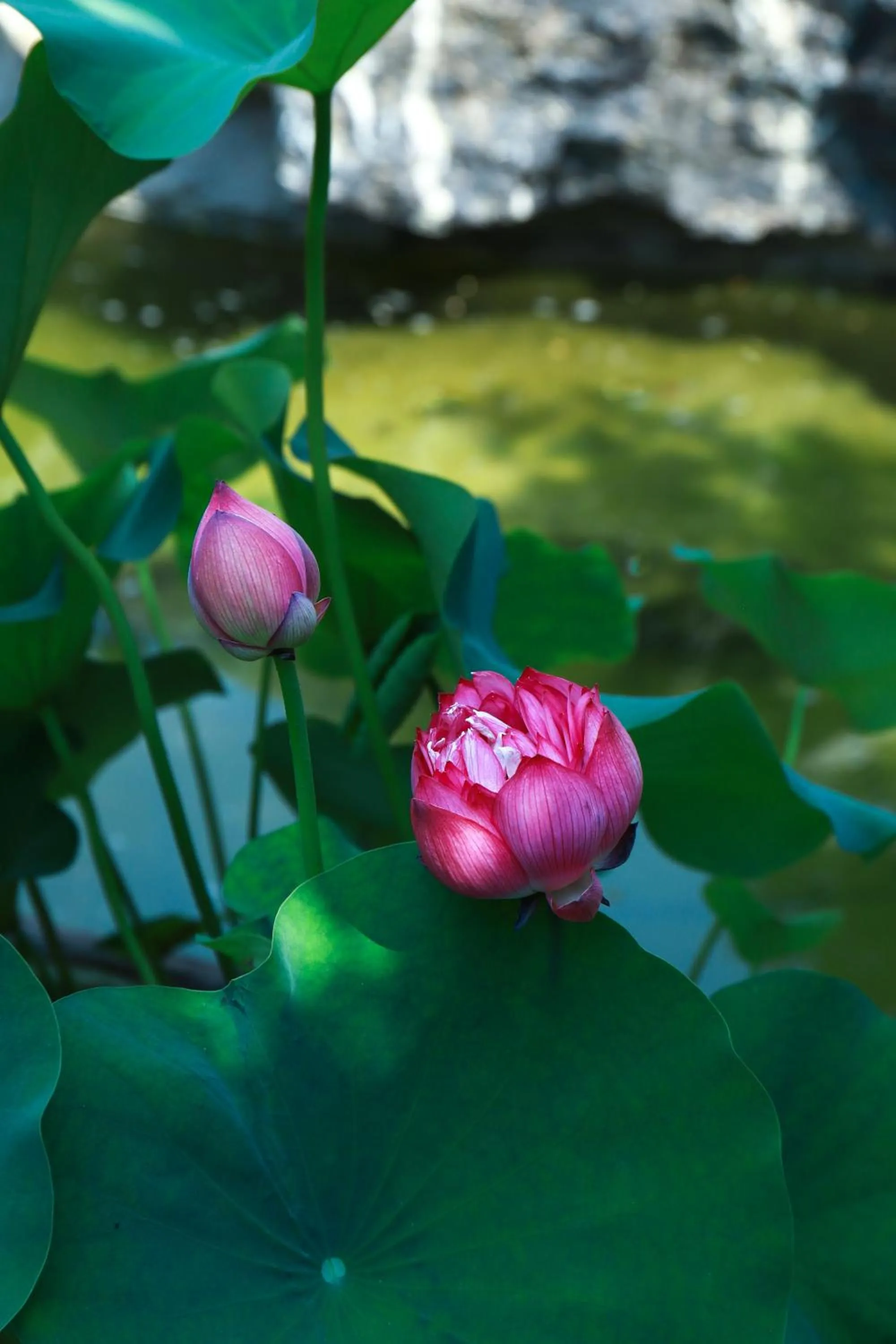 Garden in Holiday Inn Express Zhengzhou Zhongzhou by IHG