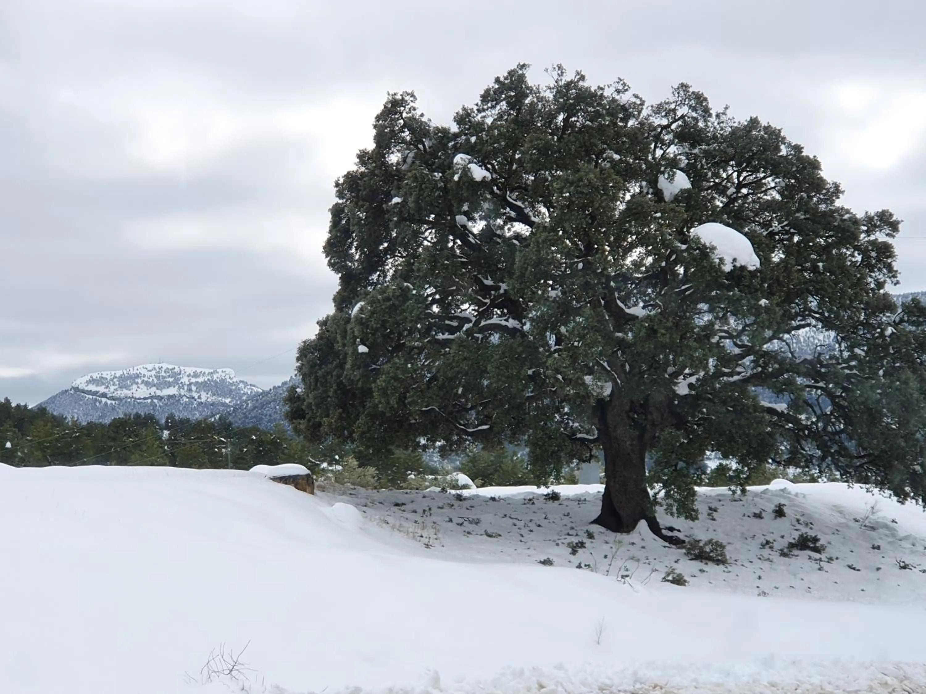 Natural landscape in Hospedium Hotel Val de Pinares