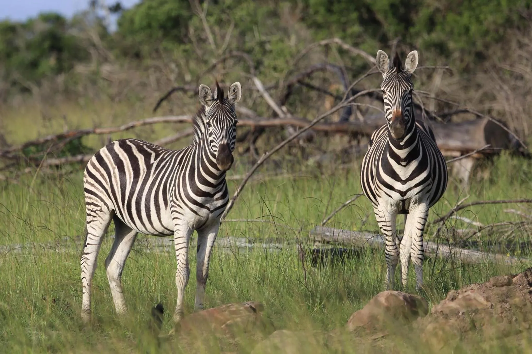 Animals in Horseshoe Game Reserve