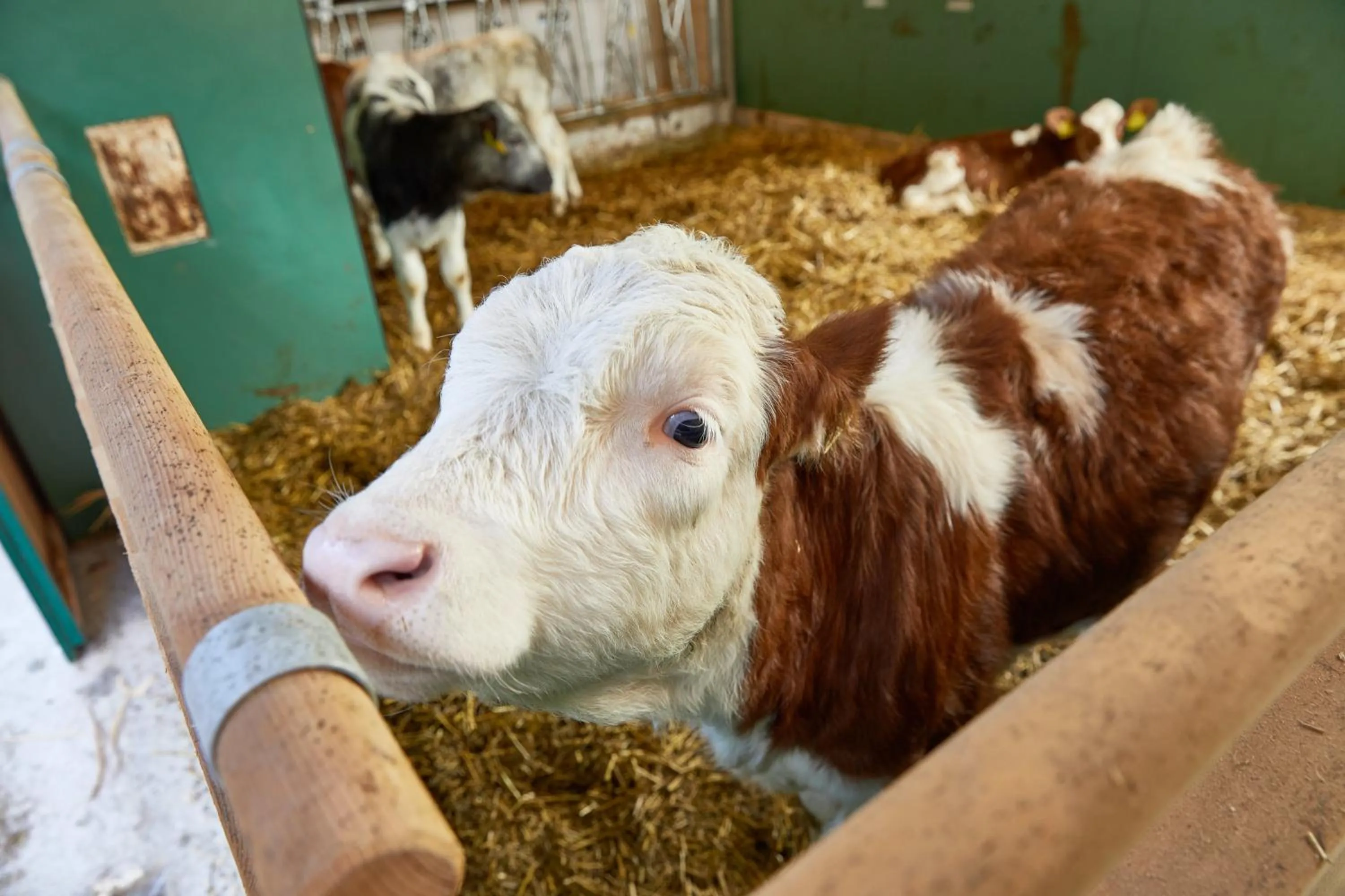 Pets in Habachklause Familien Bauernhof Resort