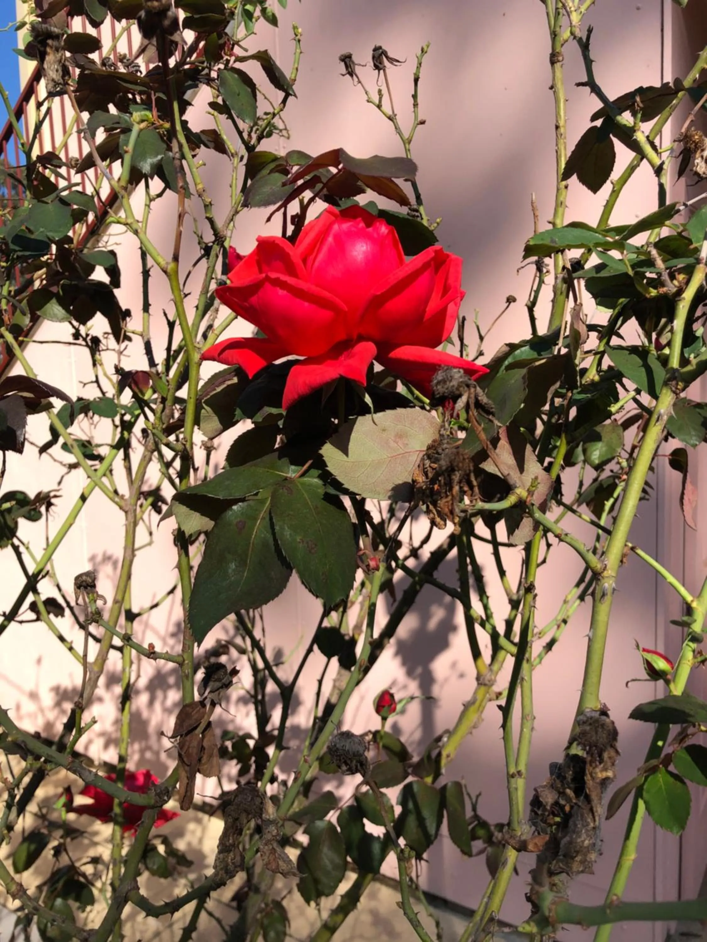 Villa Provence Estate