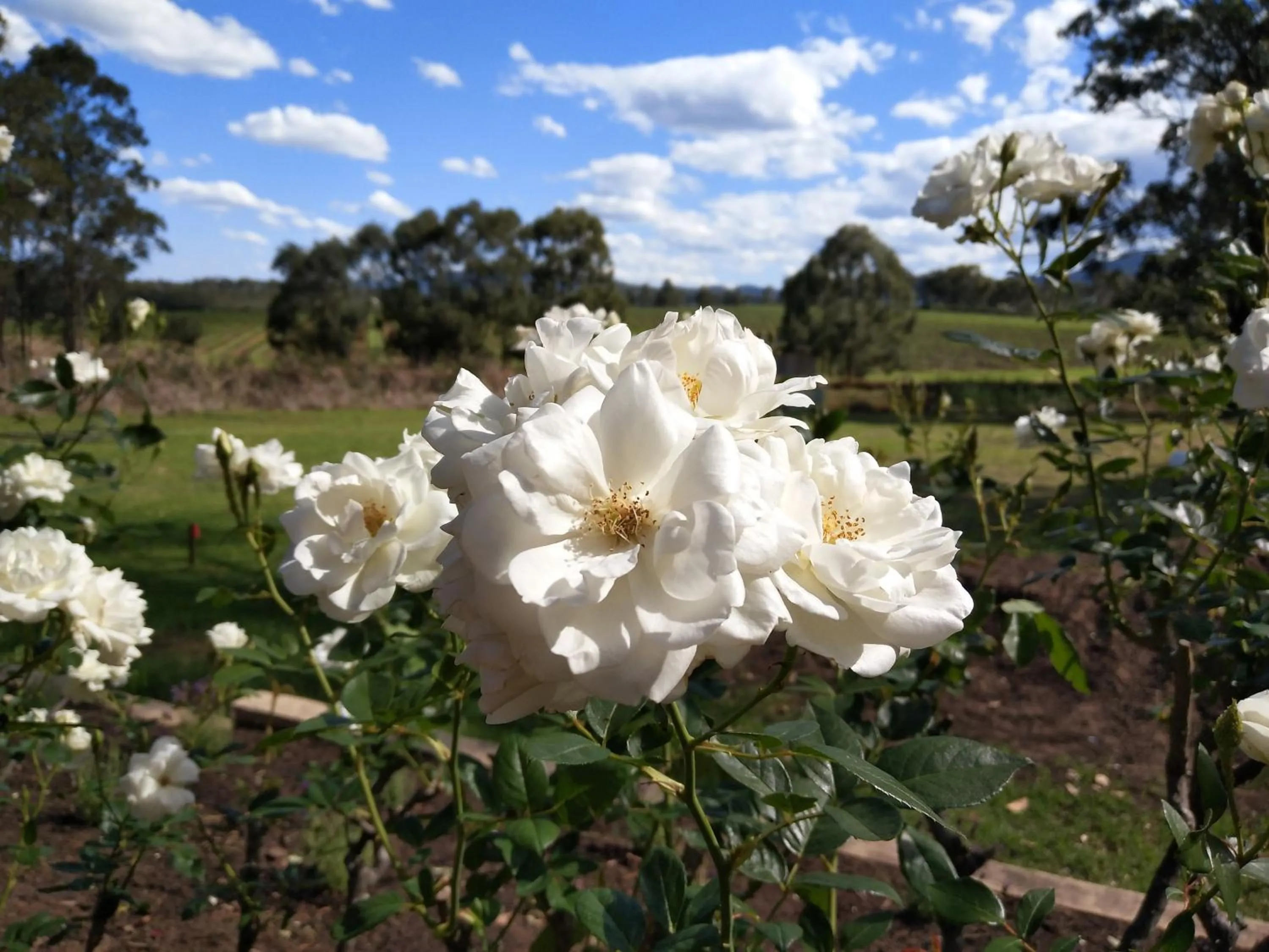 Villa Provence Estate