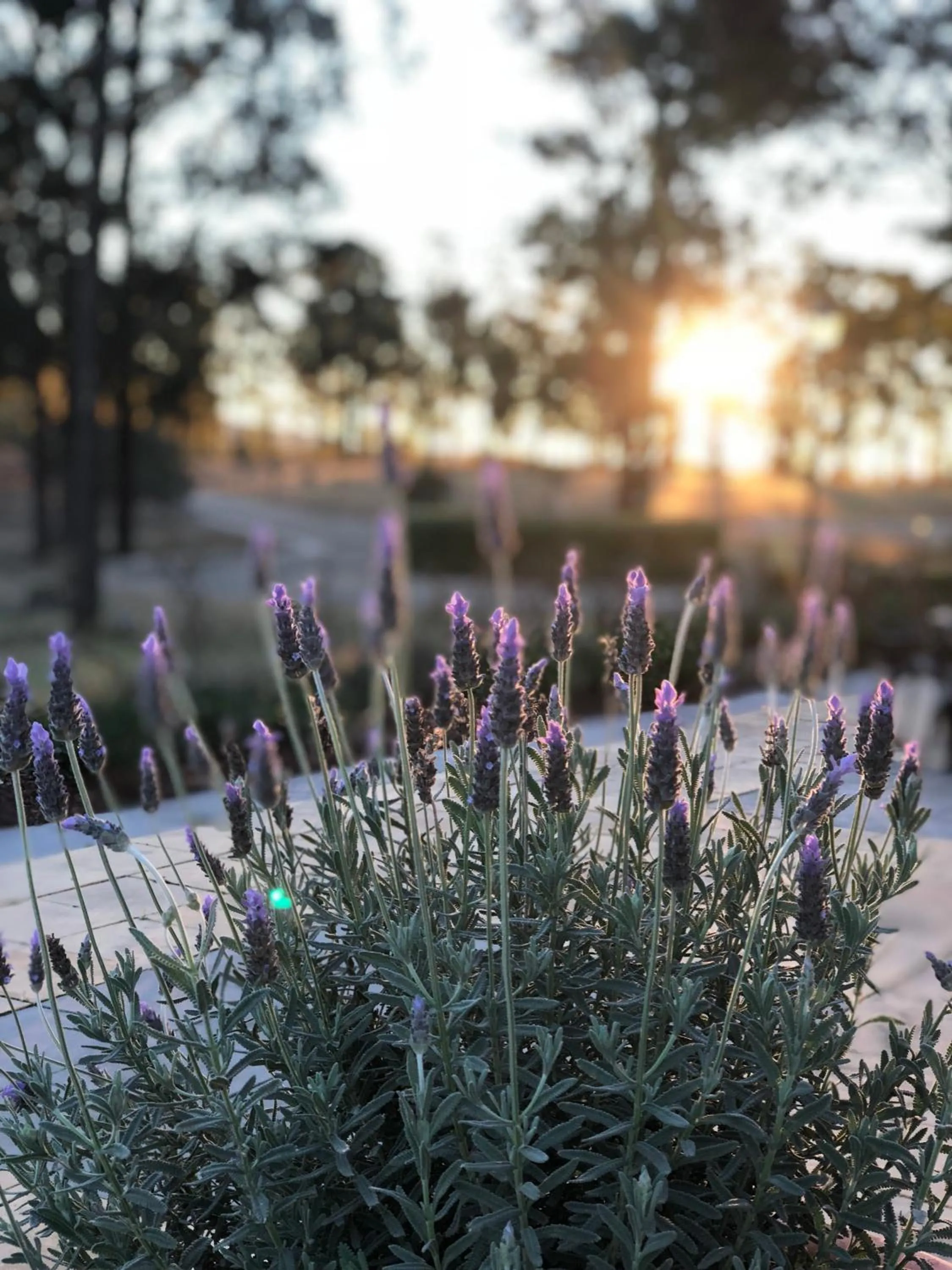 Villa Provence Estate