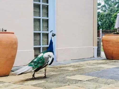 Villa Provence Estate