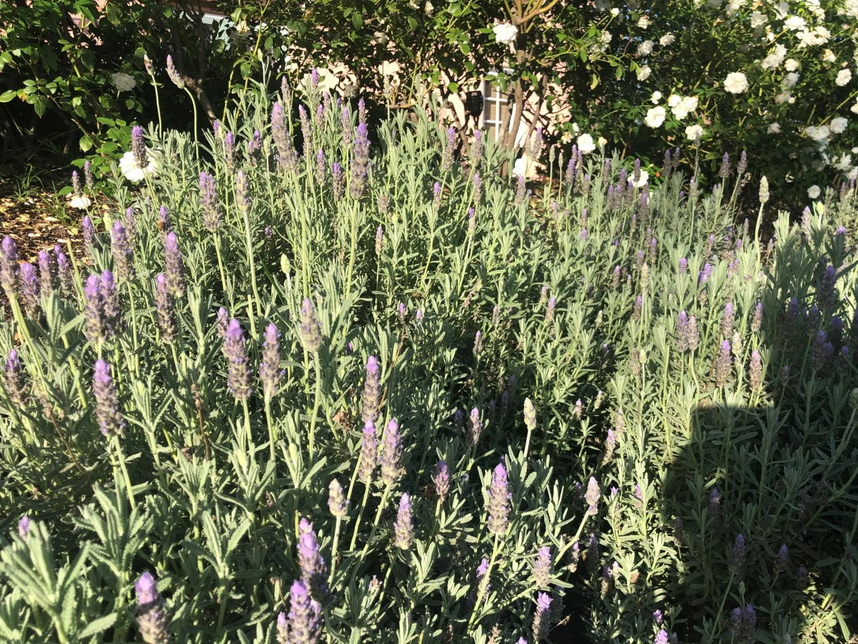 Villa Provence Estate