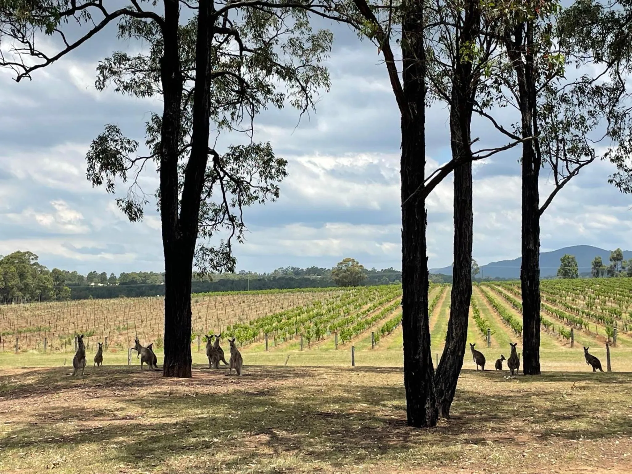 Villa Provence Estate