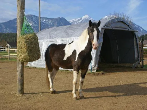 Property building in Bed & Breakfast Eckwirt