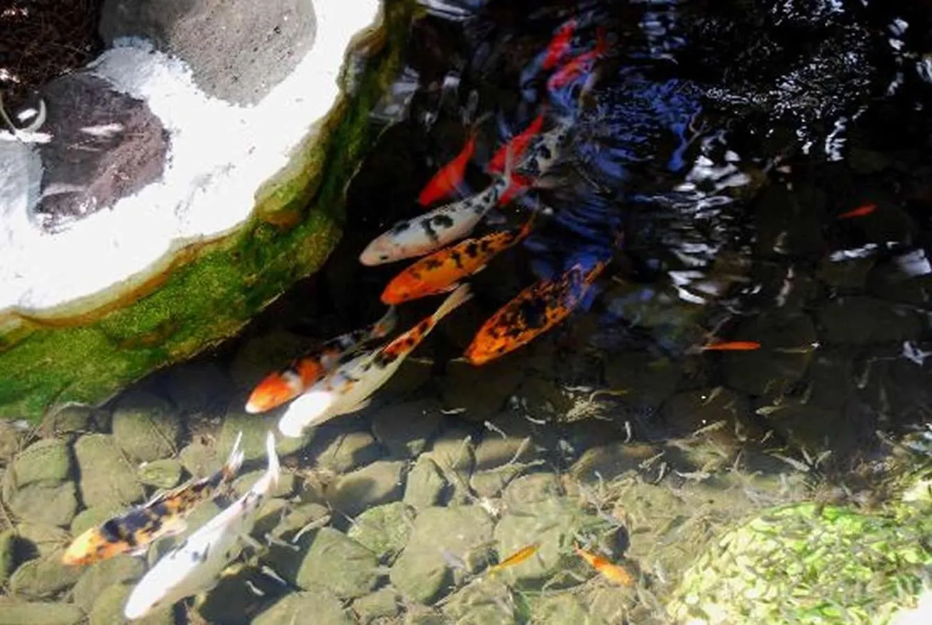 Animals in Hotel Parque Tropical