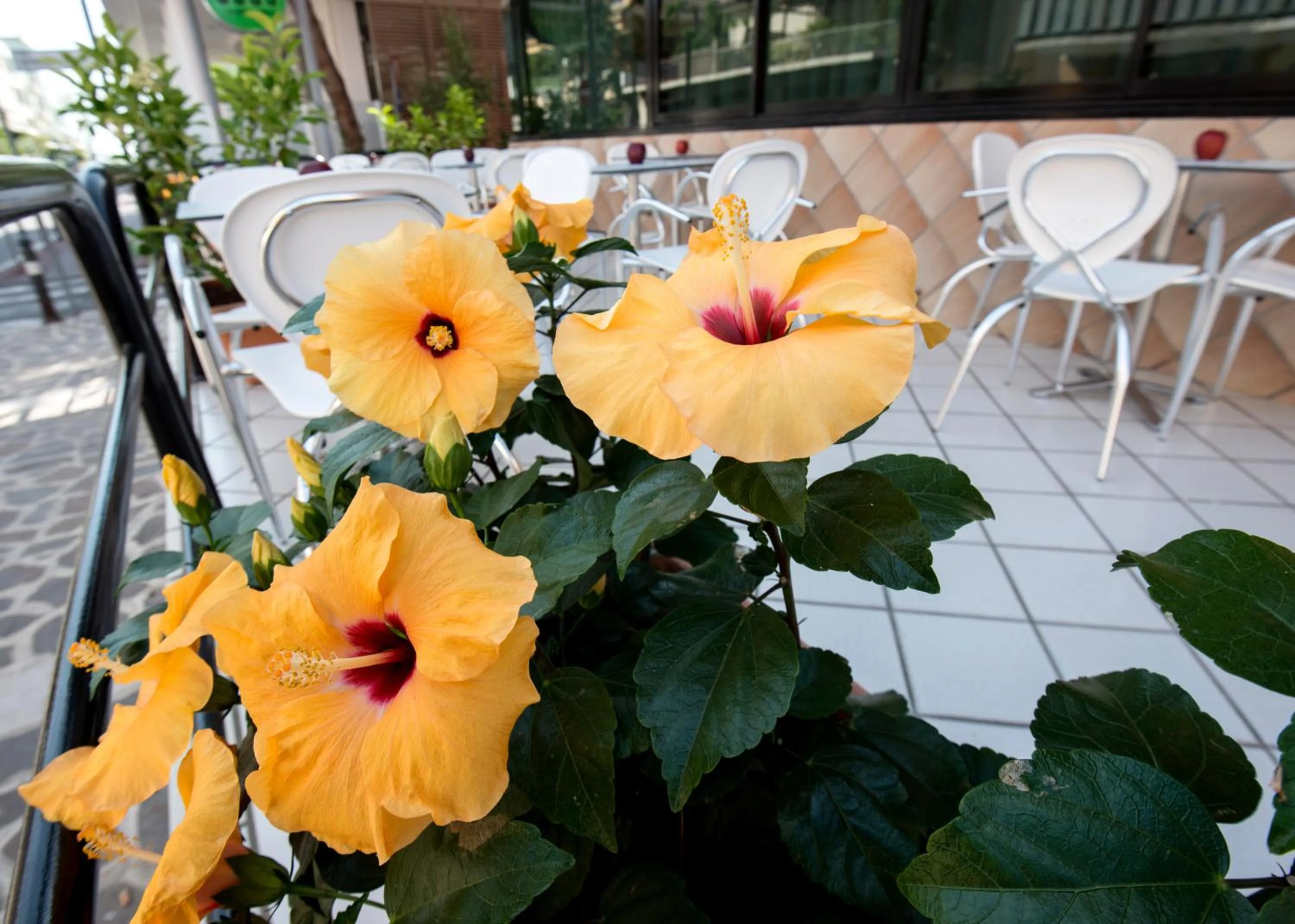 Patio in Hotel Scarlet