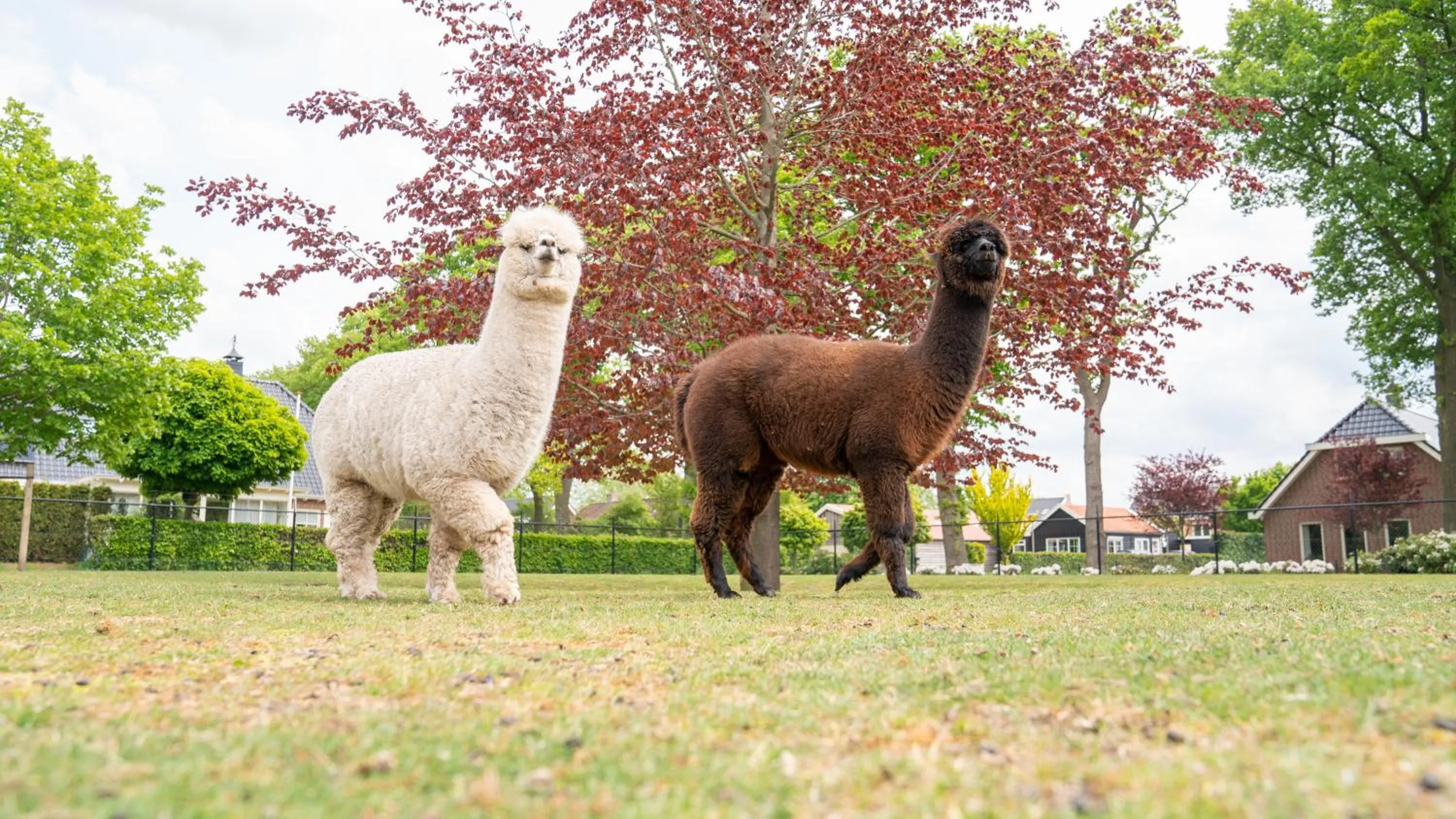 Day in B&B Hertenhoef, Fluitenberg (Hoogeveen)