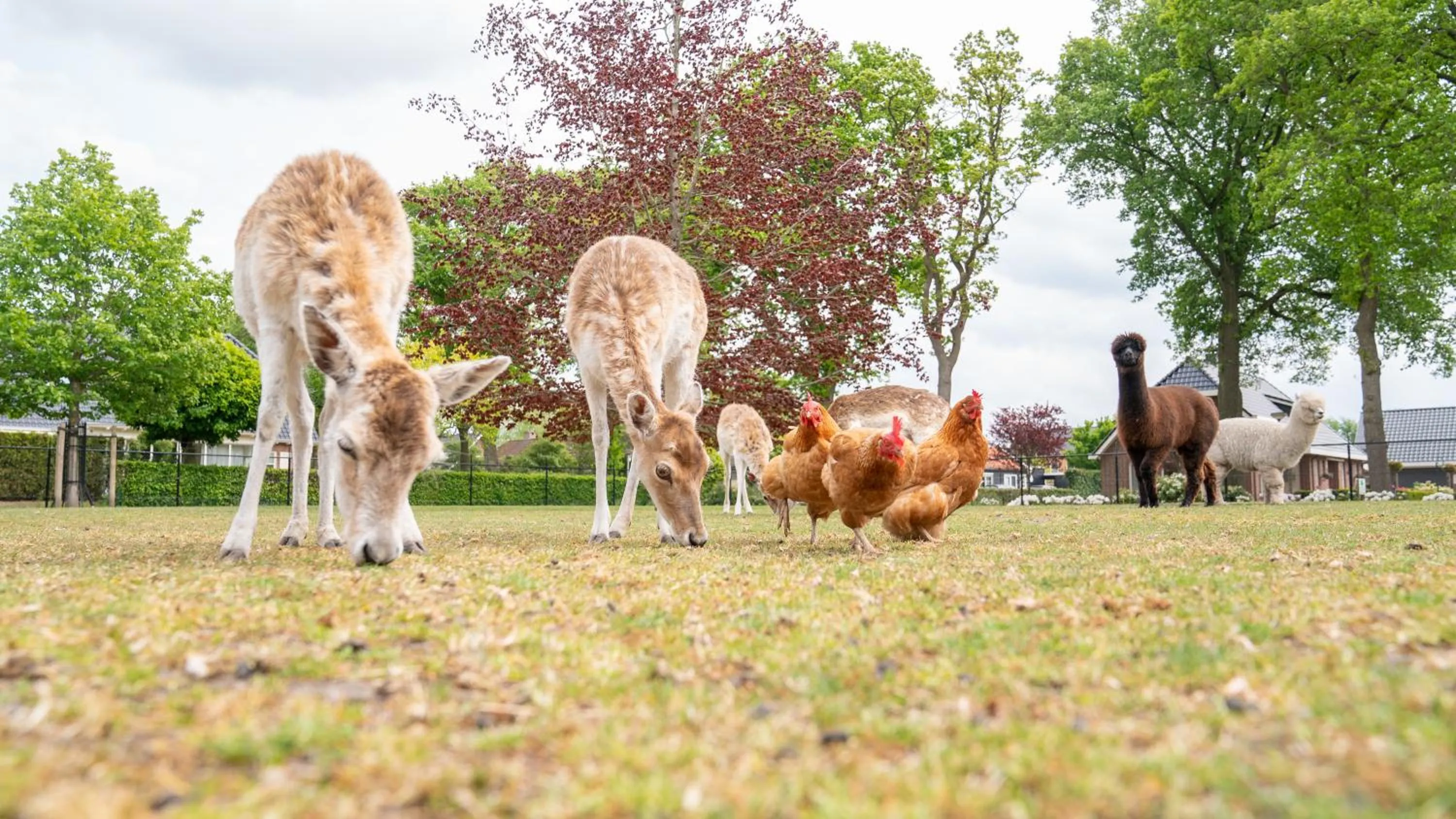 Animals in B&B Hertenhoef, Fluitenberg (Hoogeveen)