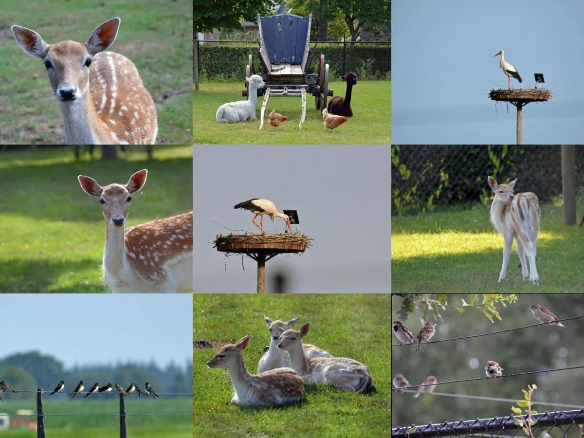 Animals in B&B Hertenhoef, Fluitenberg (Hoogeveen)