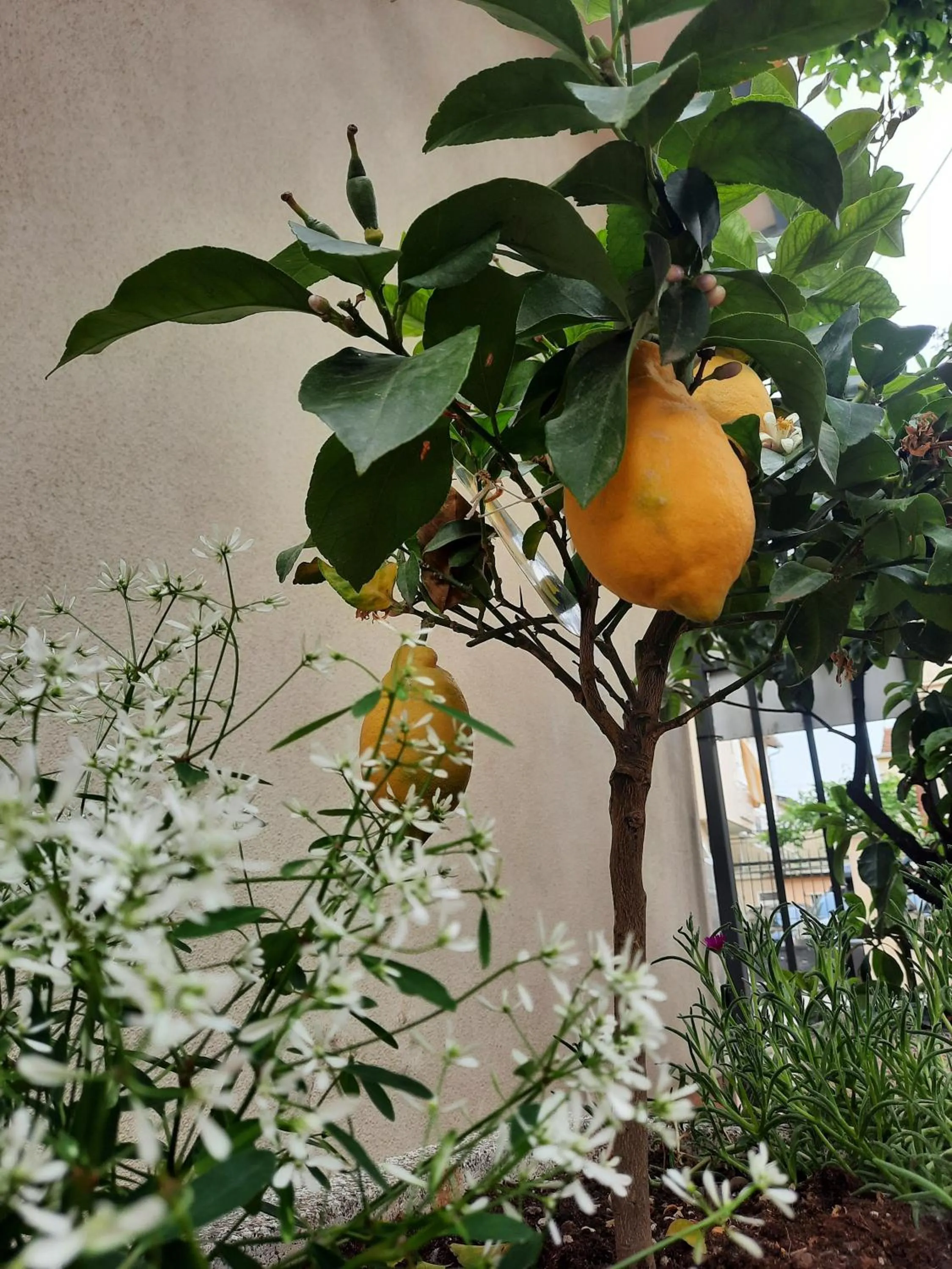 Garden in Residence il Capodoglio