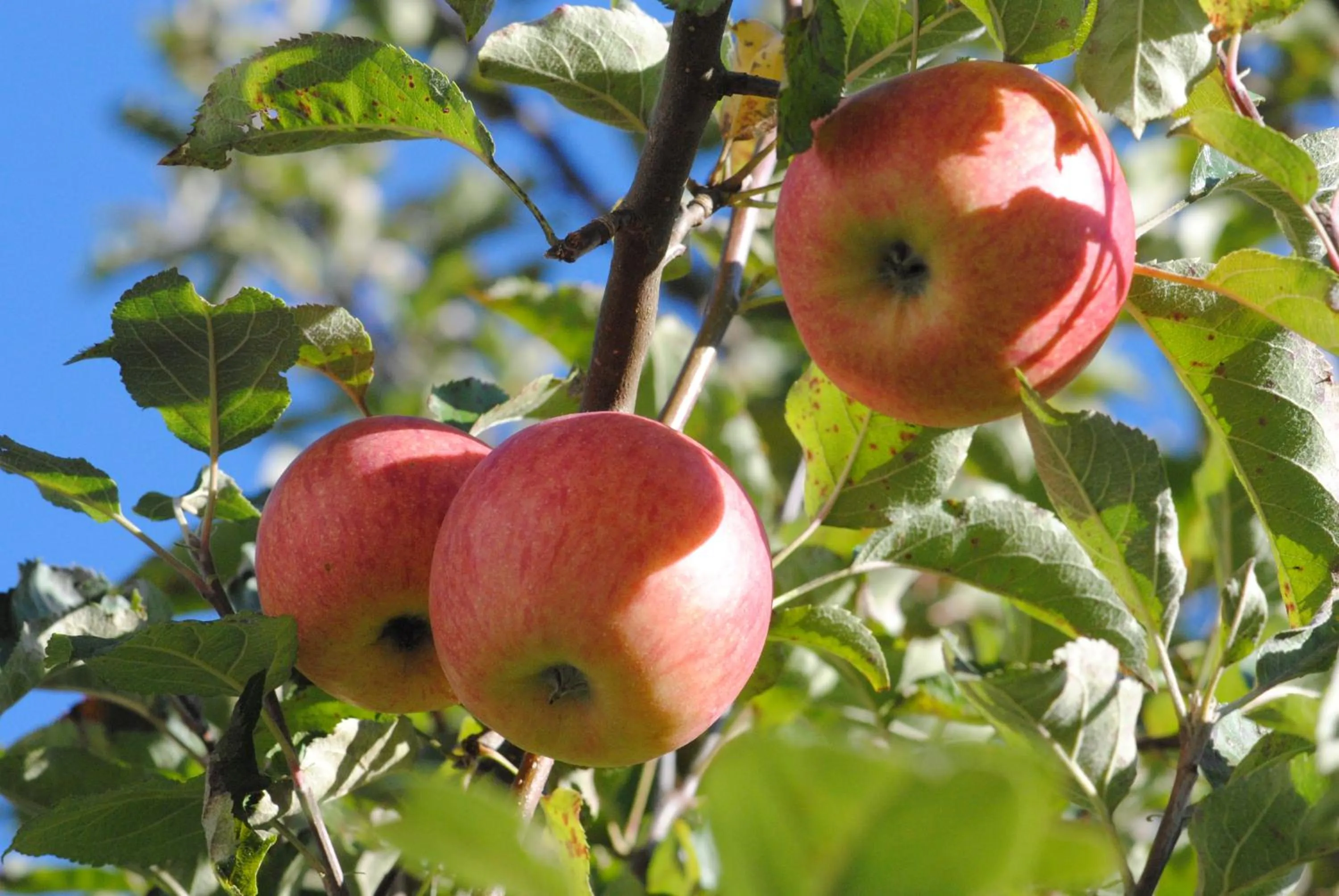 Property building in Hotel Garni Ferienhof