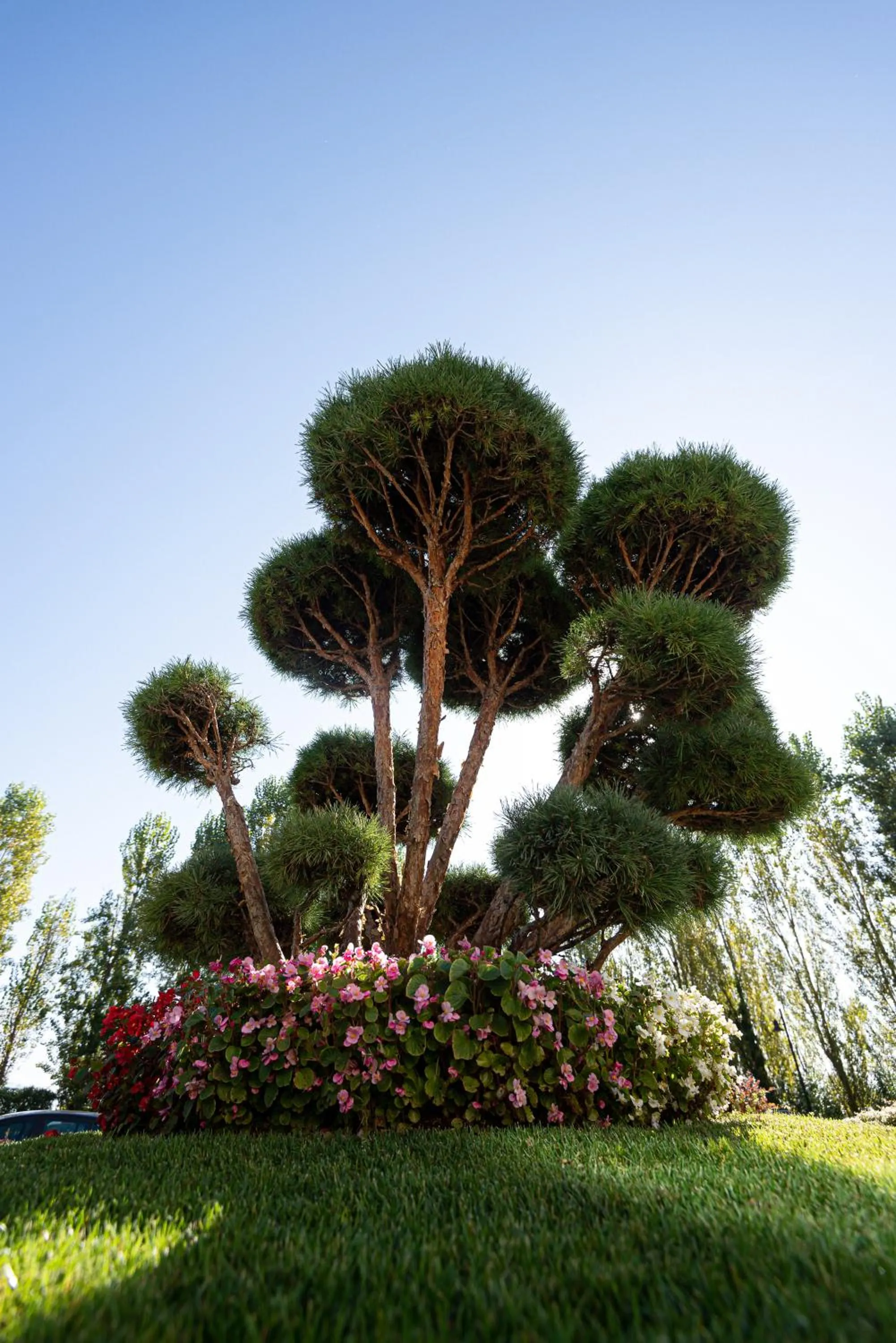 Garden in Hotel Liola'