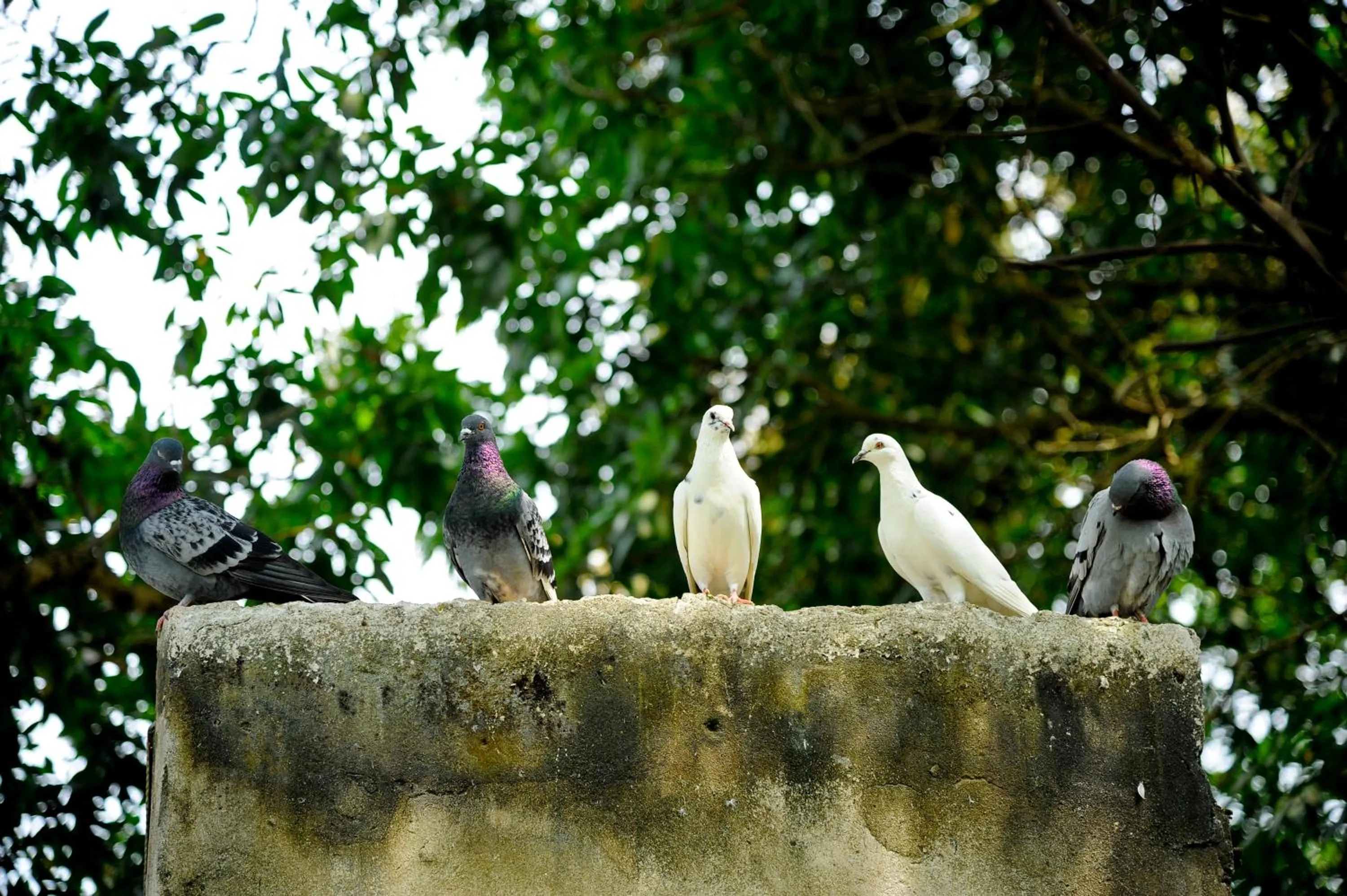 Animals in Hoang Giang Homestay