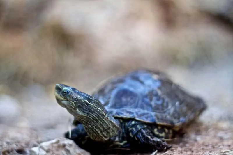 Other in Stone Village Hotel Apartments