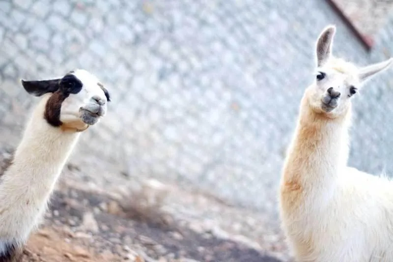 Other in Stone Village Hotel Apartments