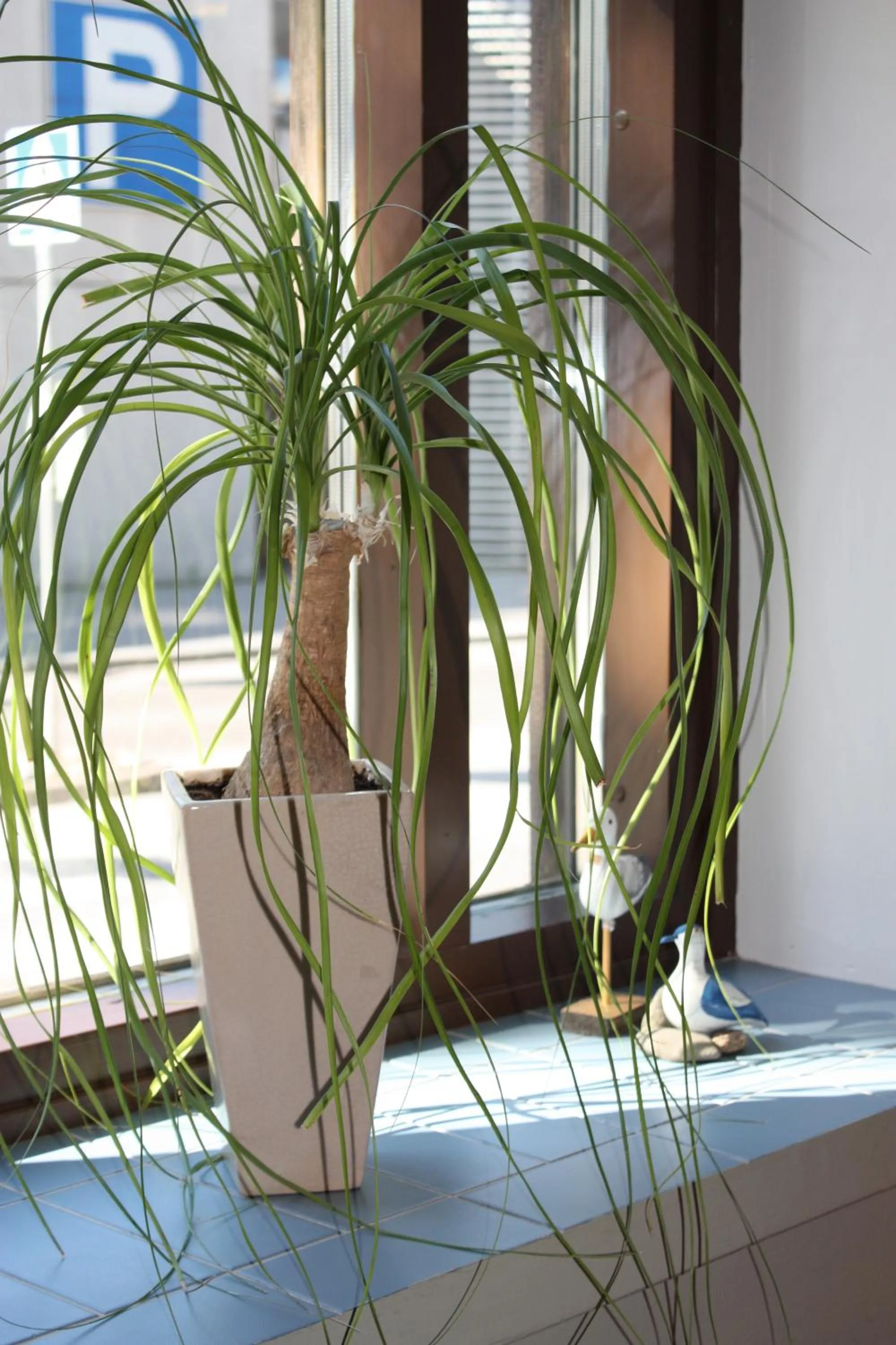 Lobby or reception in Summer Hotel Tott