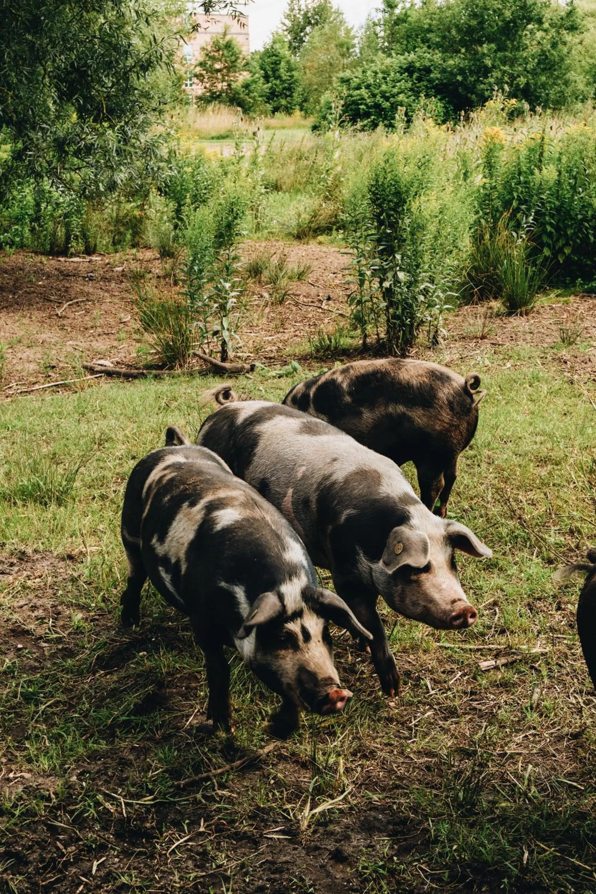 Animals in Van der Valk Hotel Apeldoorn