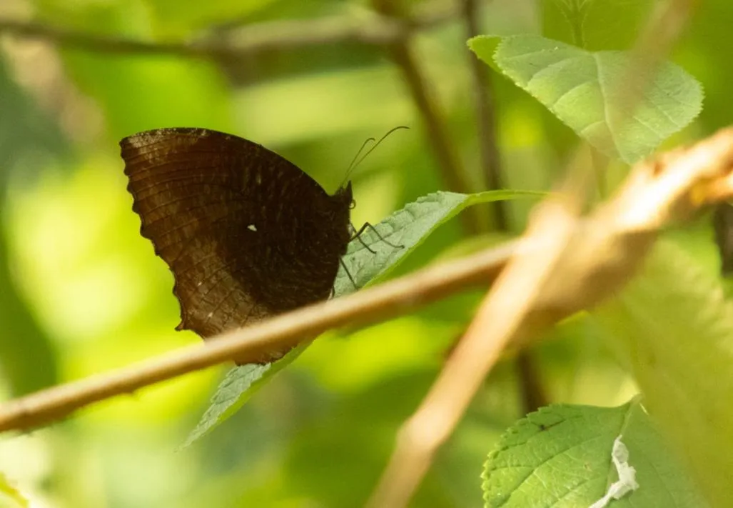 AHAS GAWWA Eco Lodge