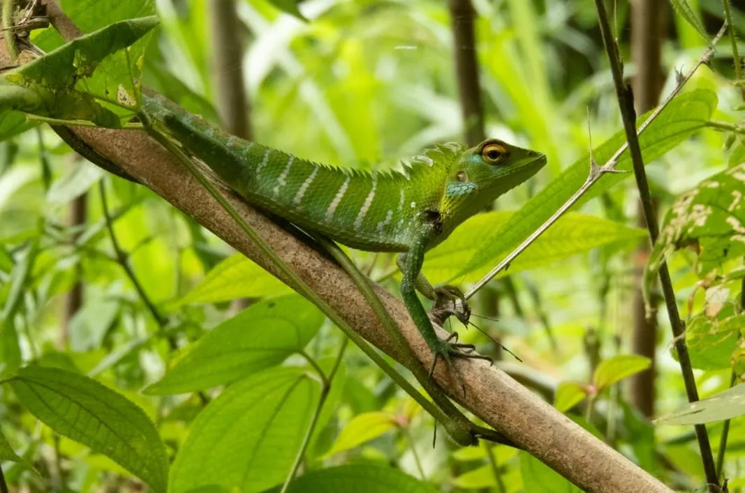 AHAS GAWWA Eco Lodge