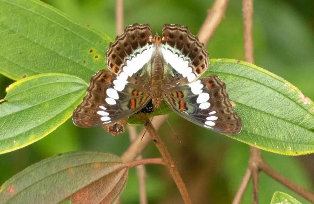 AHAS GAWWA Eco Lodge