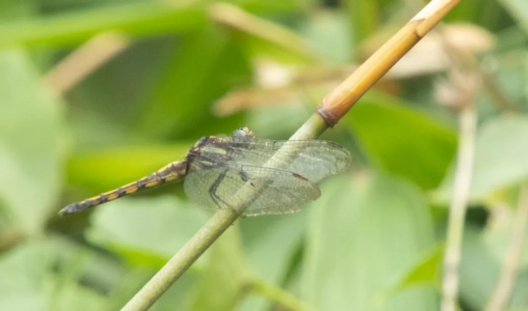 AHAS GAWWA Eco Lodge