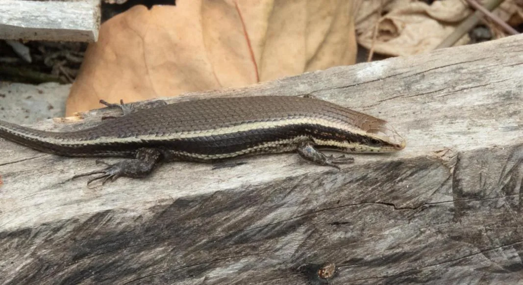 AHAS GAWWA Eco Lodge